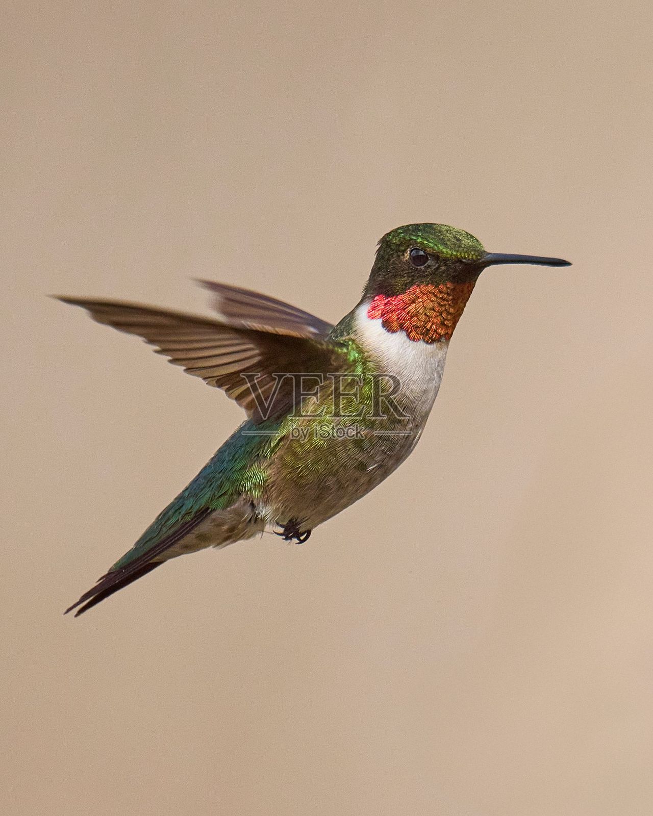 飞翔中的蜂鸟照片摄影图片