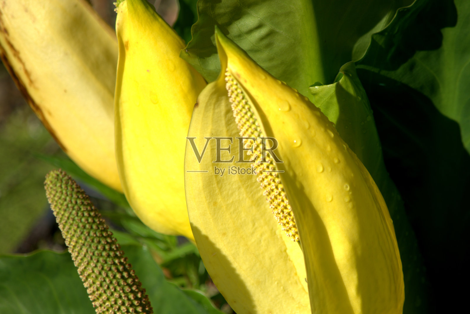 美国臭菜的黄色花朵或美洲臭菜照片摄影图片