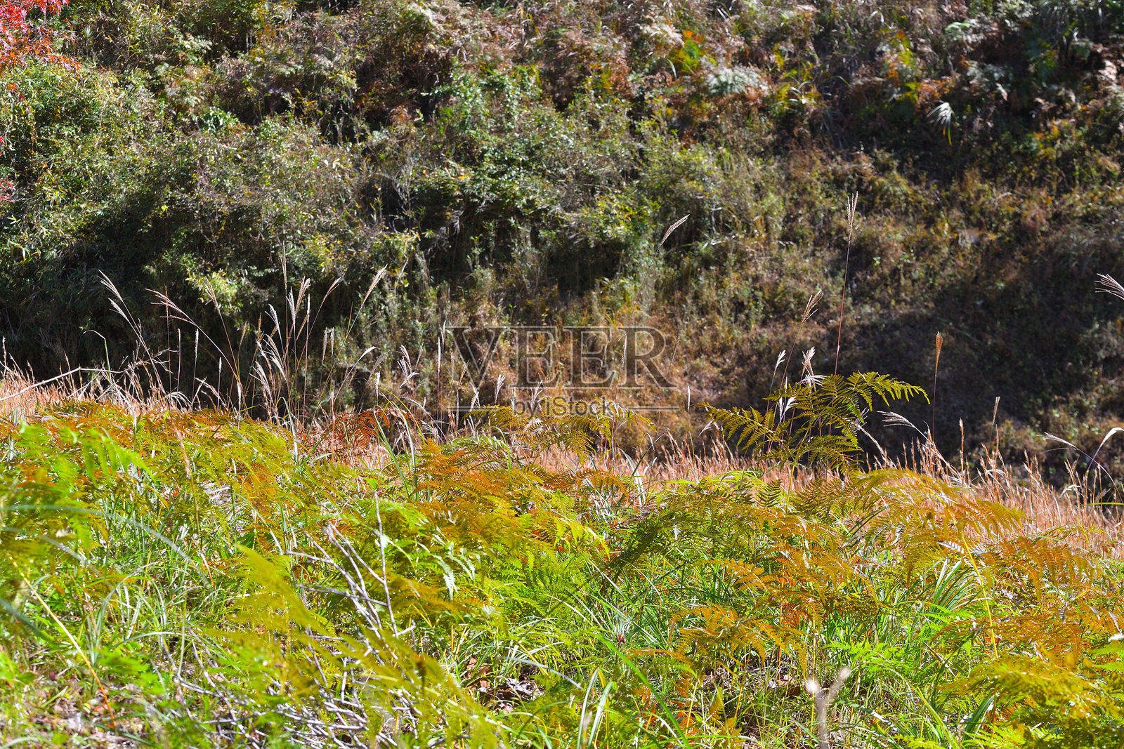 银色草照片摄影图片