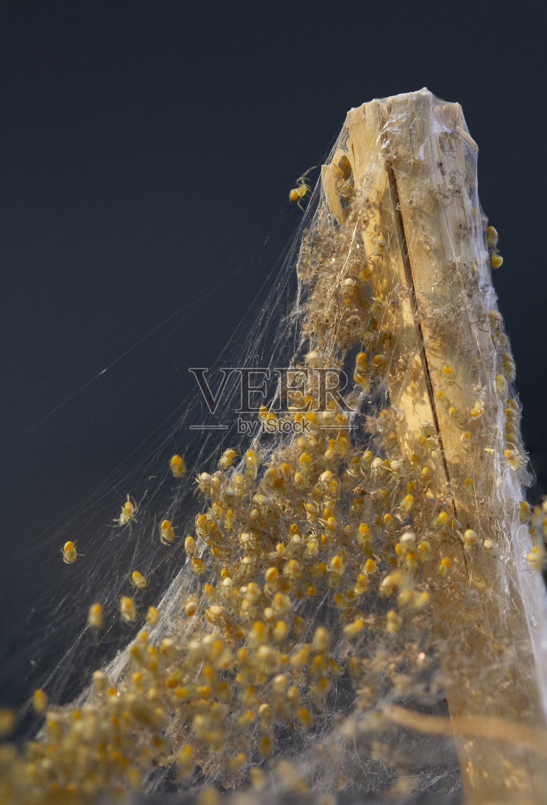 干燥植物茎上的小蜘蛛从卵囊中孵化。宏观照片展示了在丝线上的蜘蛛幼虫。照片摄影图片