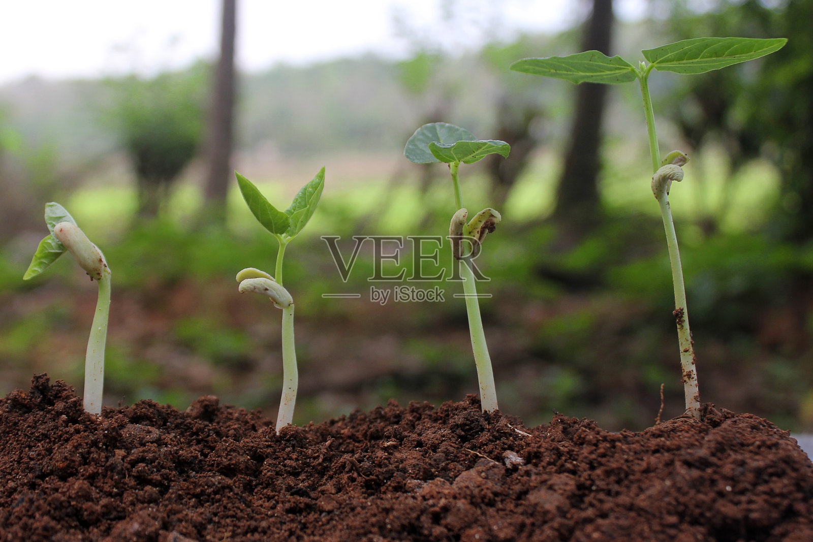 豆种子发芽的不同阶段与自然背景照片摄影图片