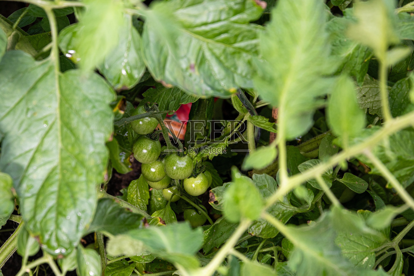 樱桃番茄植物照片摄影图片