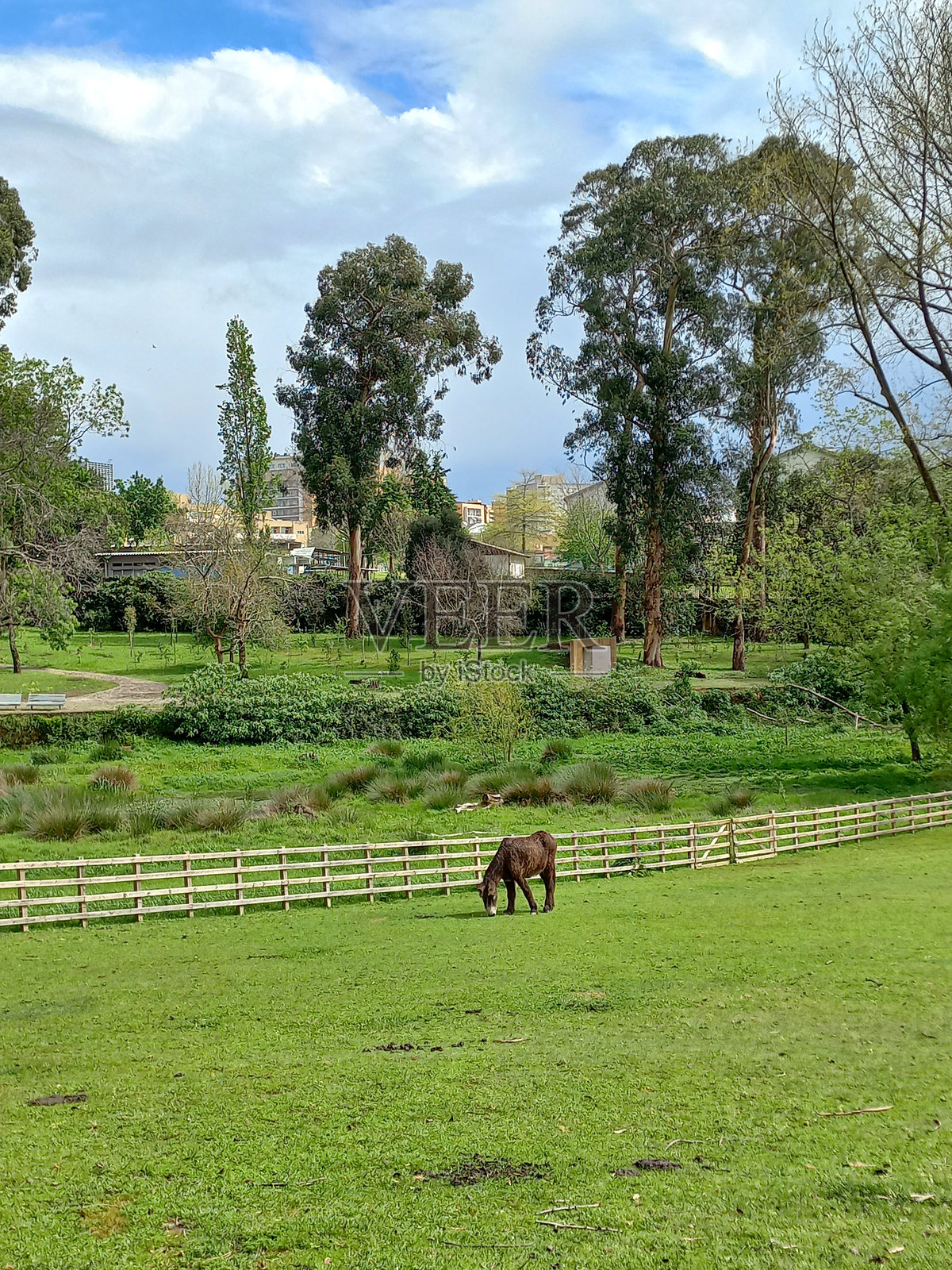 马在绿色牧场上吃草，旁边有木栅栏、高大的树木和远处的城市景观。照片摄影图片