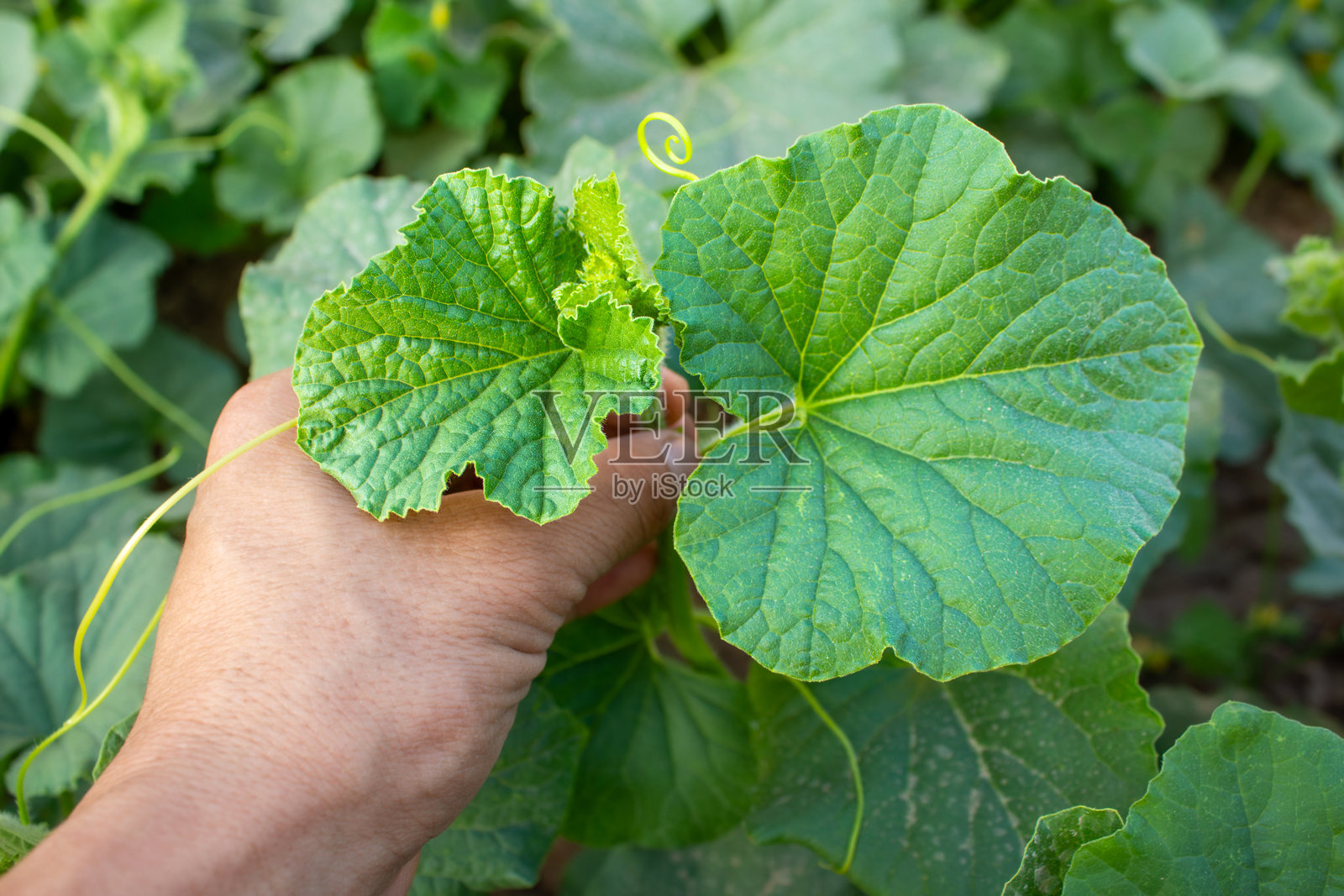 农民抱着一棵绿色的甜瓜藤照片摄影图片