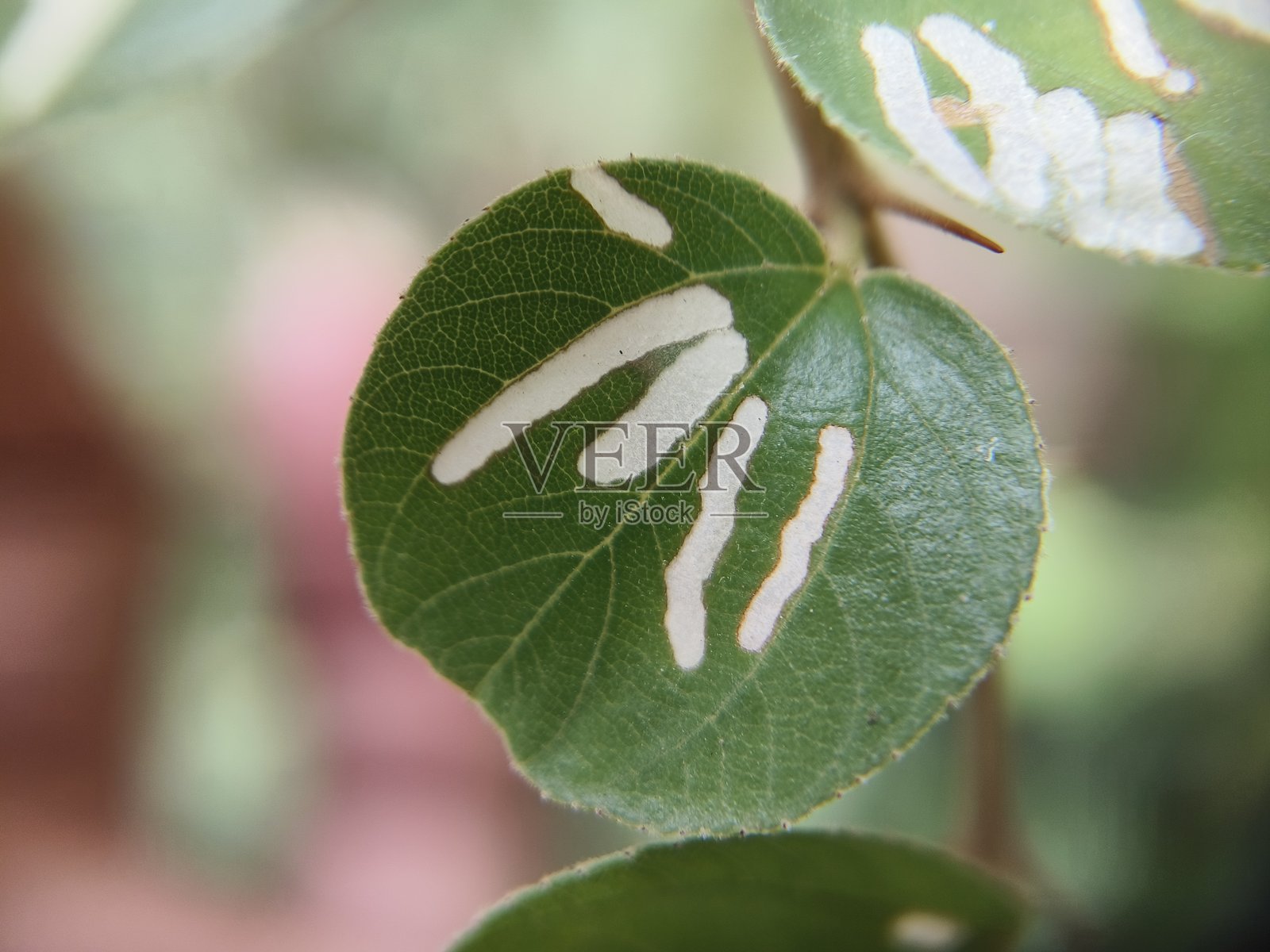 昆虫艺术（叶矿蛾）照片摄影图片