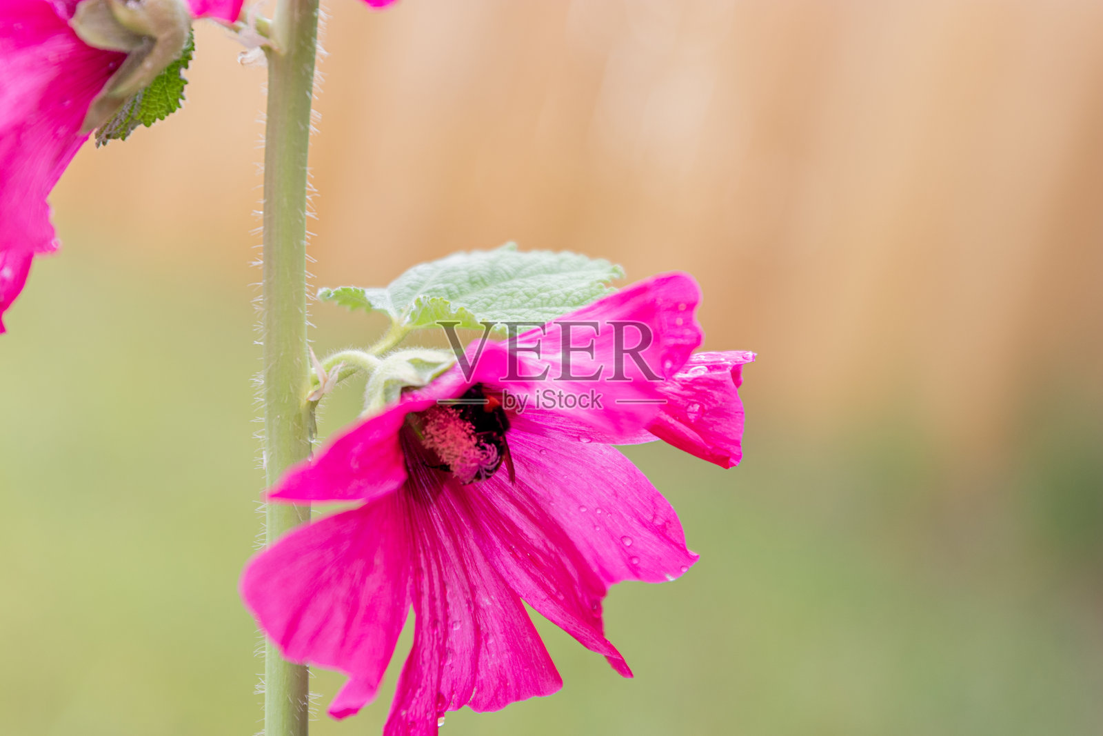 大黄蜂采集的锦葵花照片摄影图片