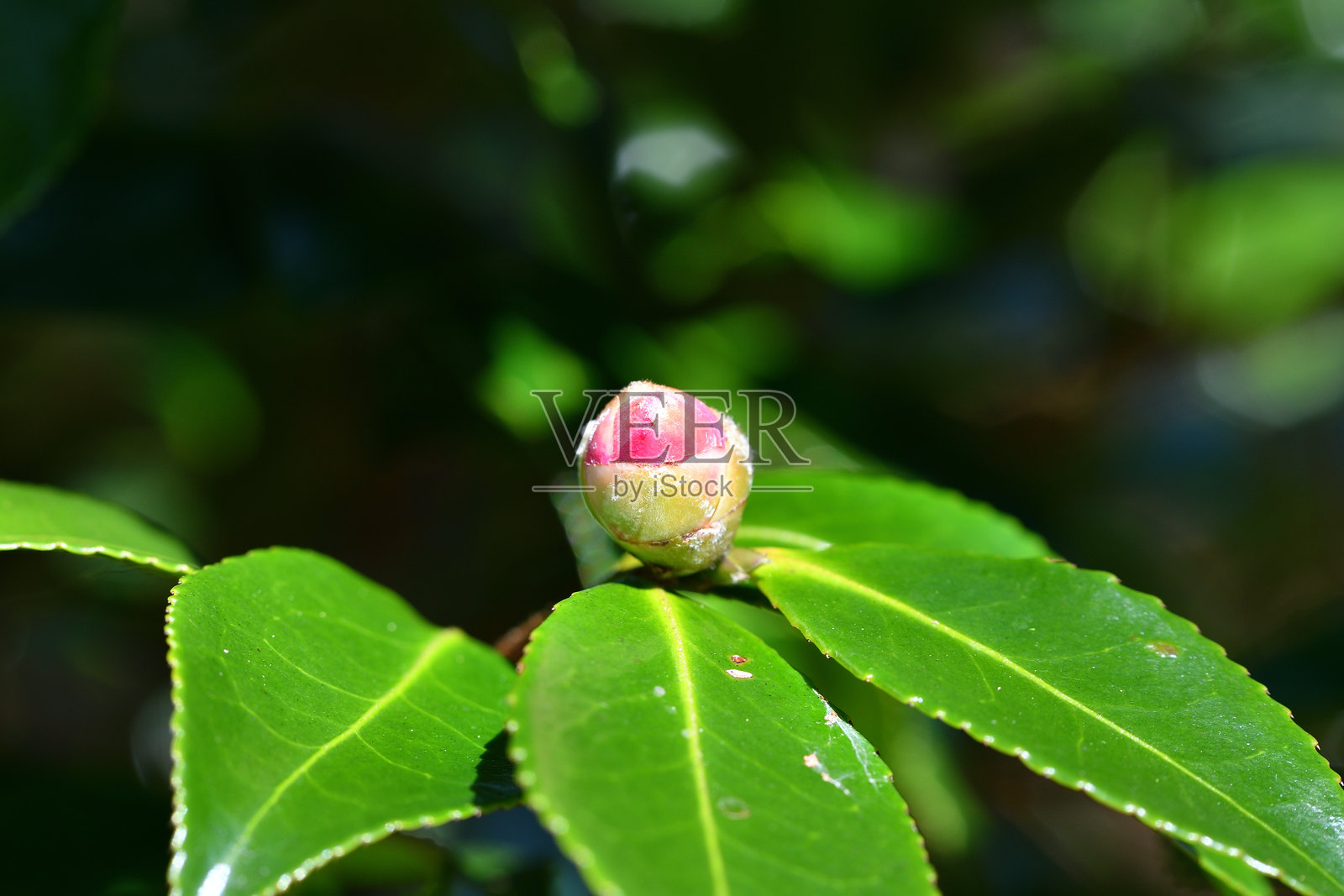 芽照片摄影图片