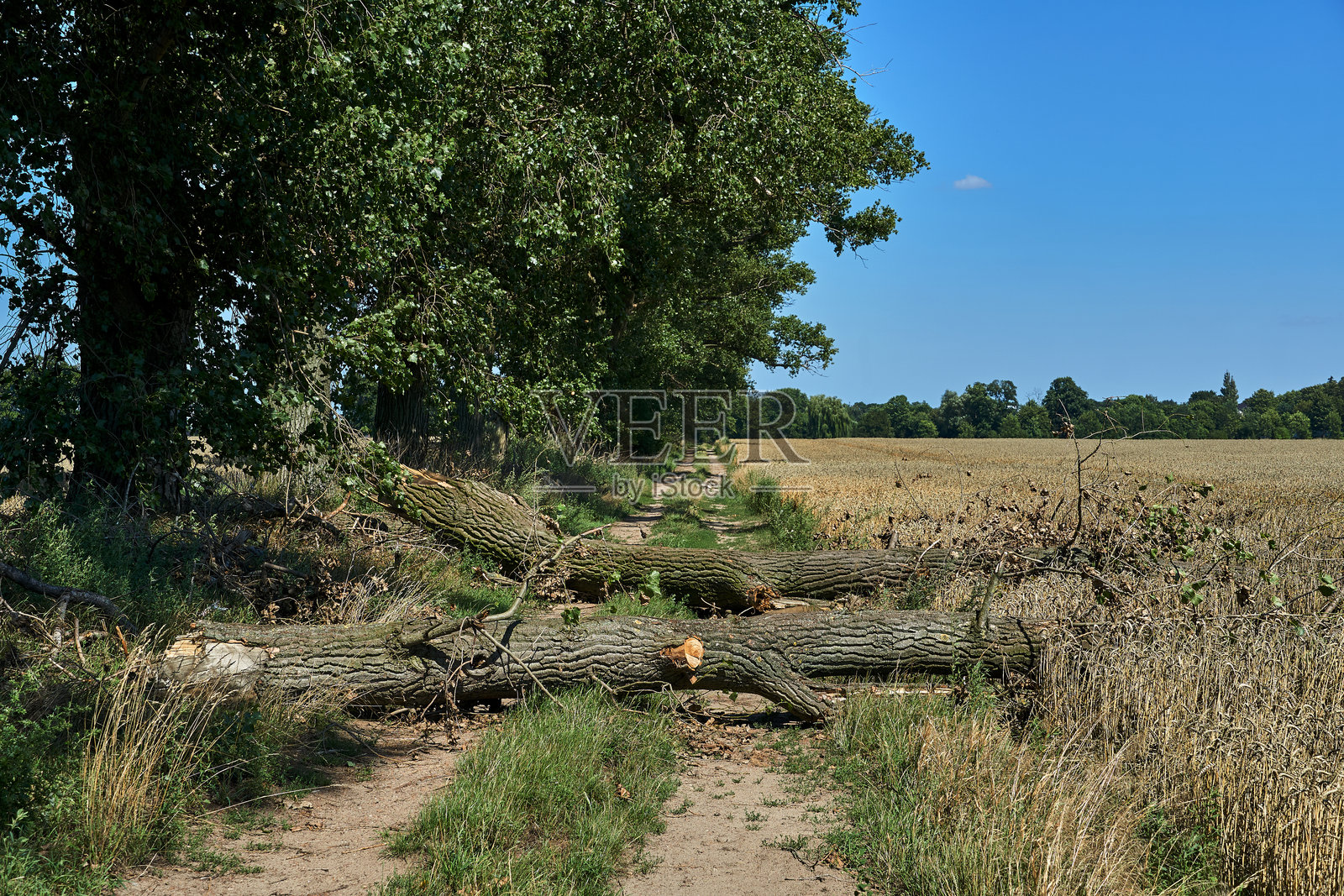 被倒下的树木阻挡的泥土小路的乡村风景照片摄影图片