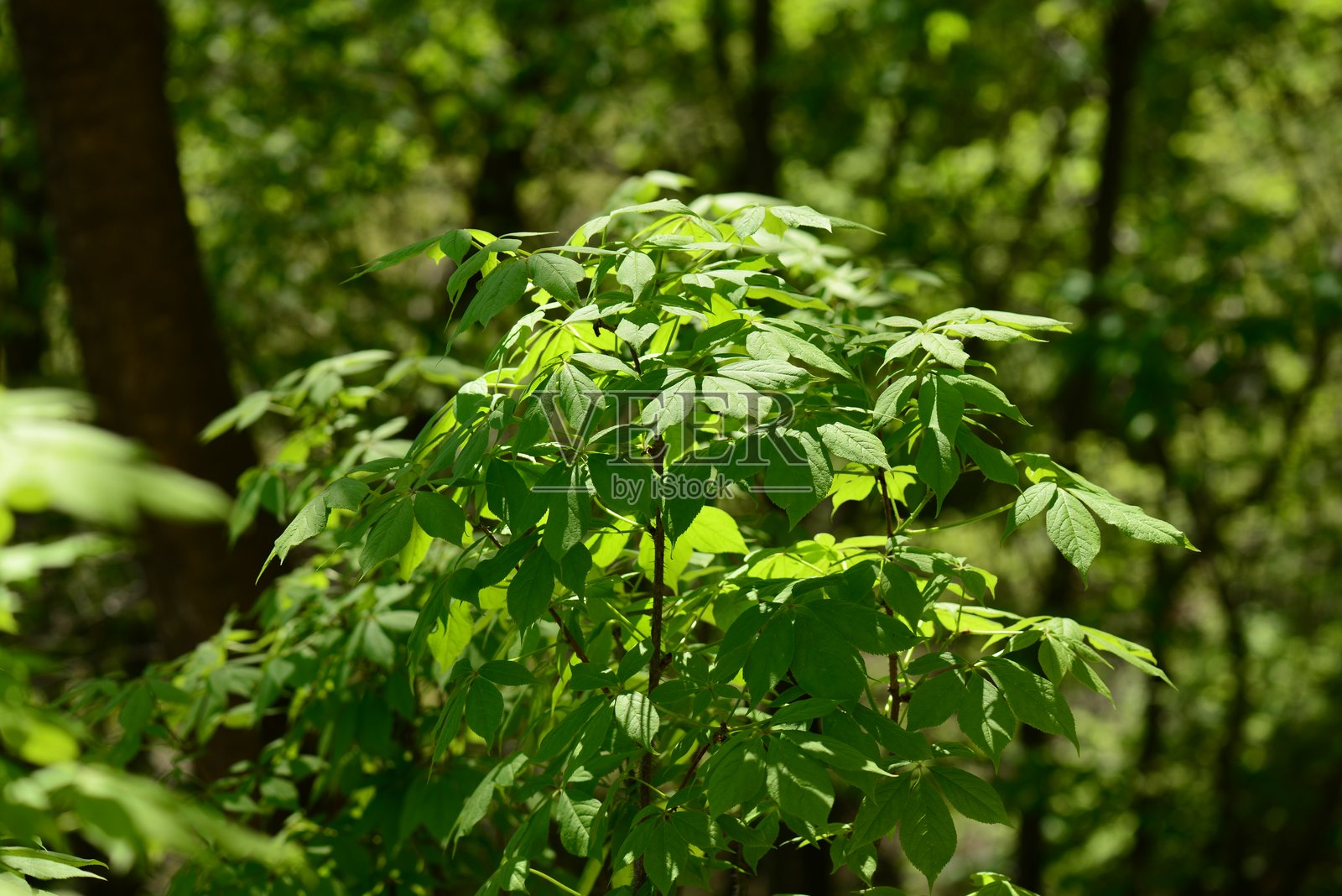 带刺茎和绿色叶子的韩国刺五加植物照片摄影图片