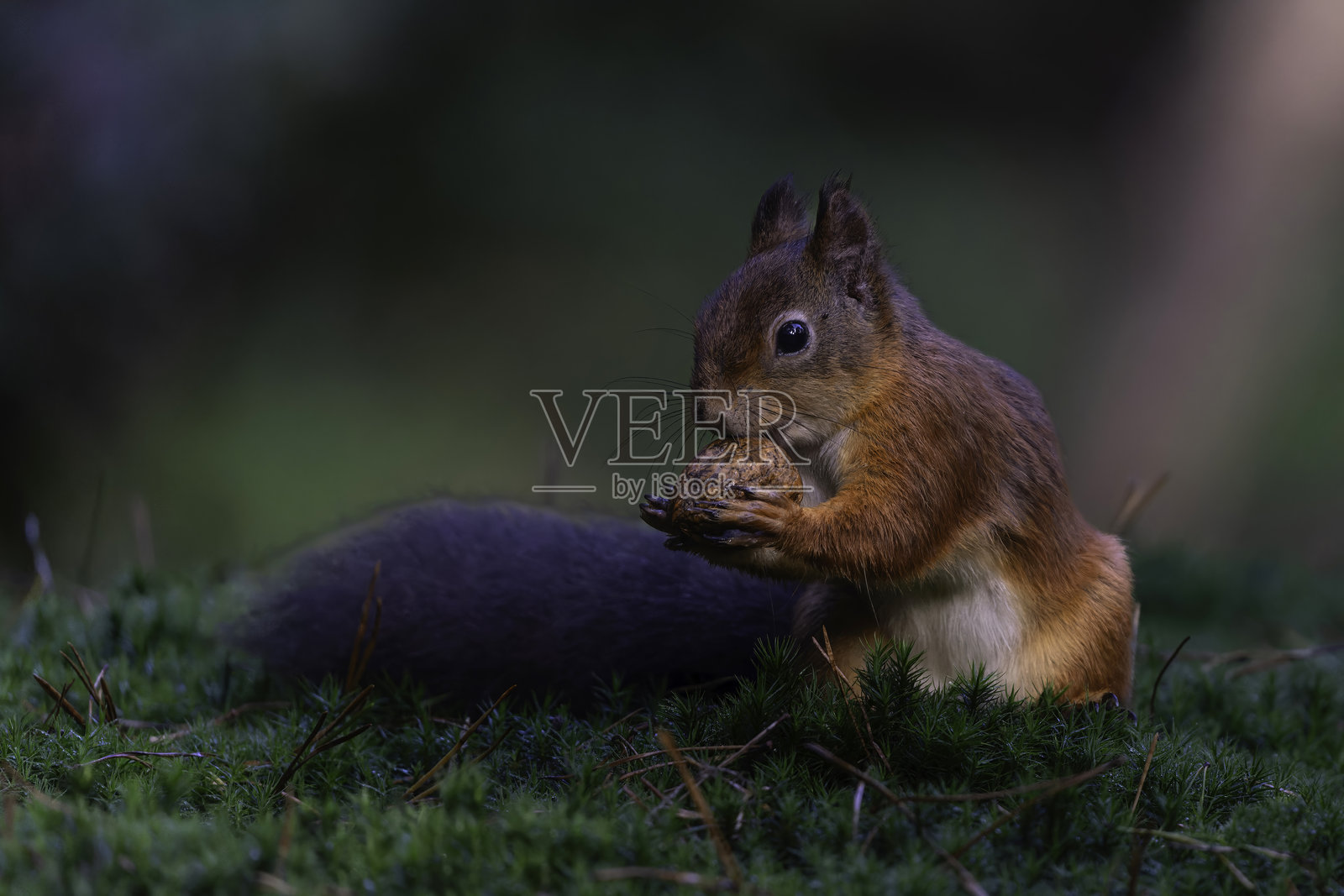 荷兰森林中的欧亚红松鼠。照片摄影图片