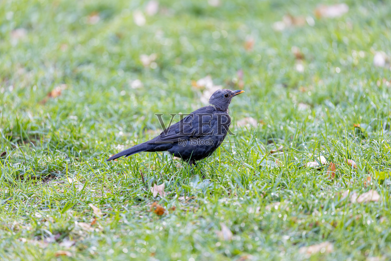 都柏林的黑鸫（Turdus merula），常见于欧洲的花园和林地。照片摄影图片