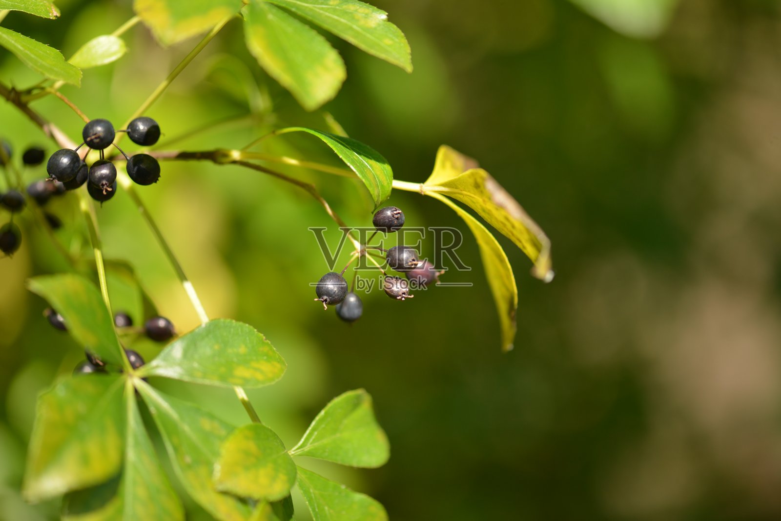 韩国刺五加植物，带有花朵和绿色叶子照片摄影图片