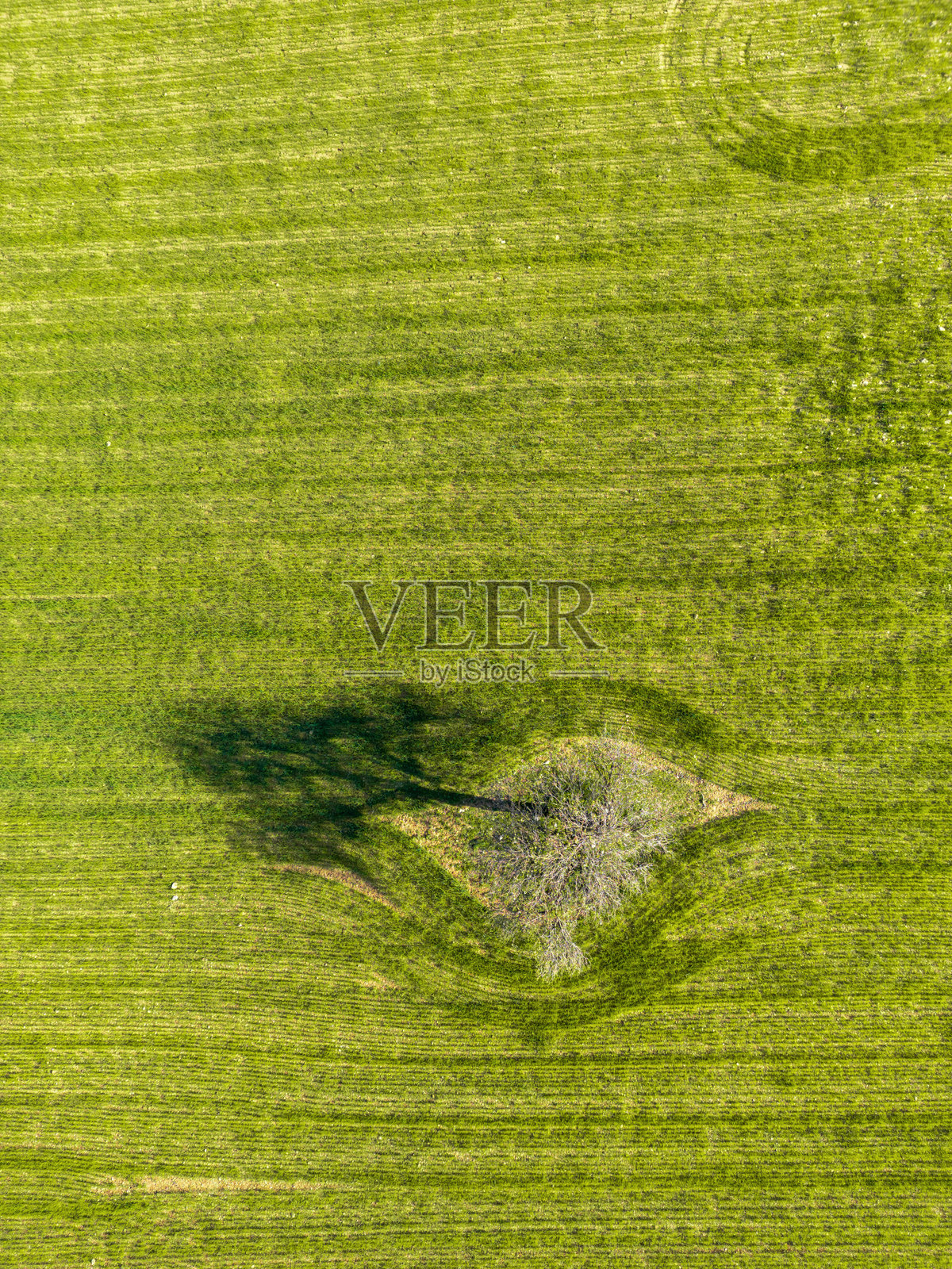 俯视一片田野，孤独的树木矗立其中照片摄影图片