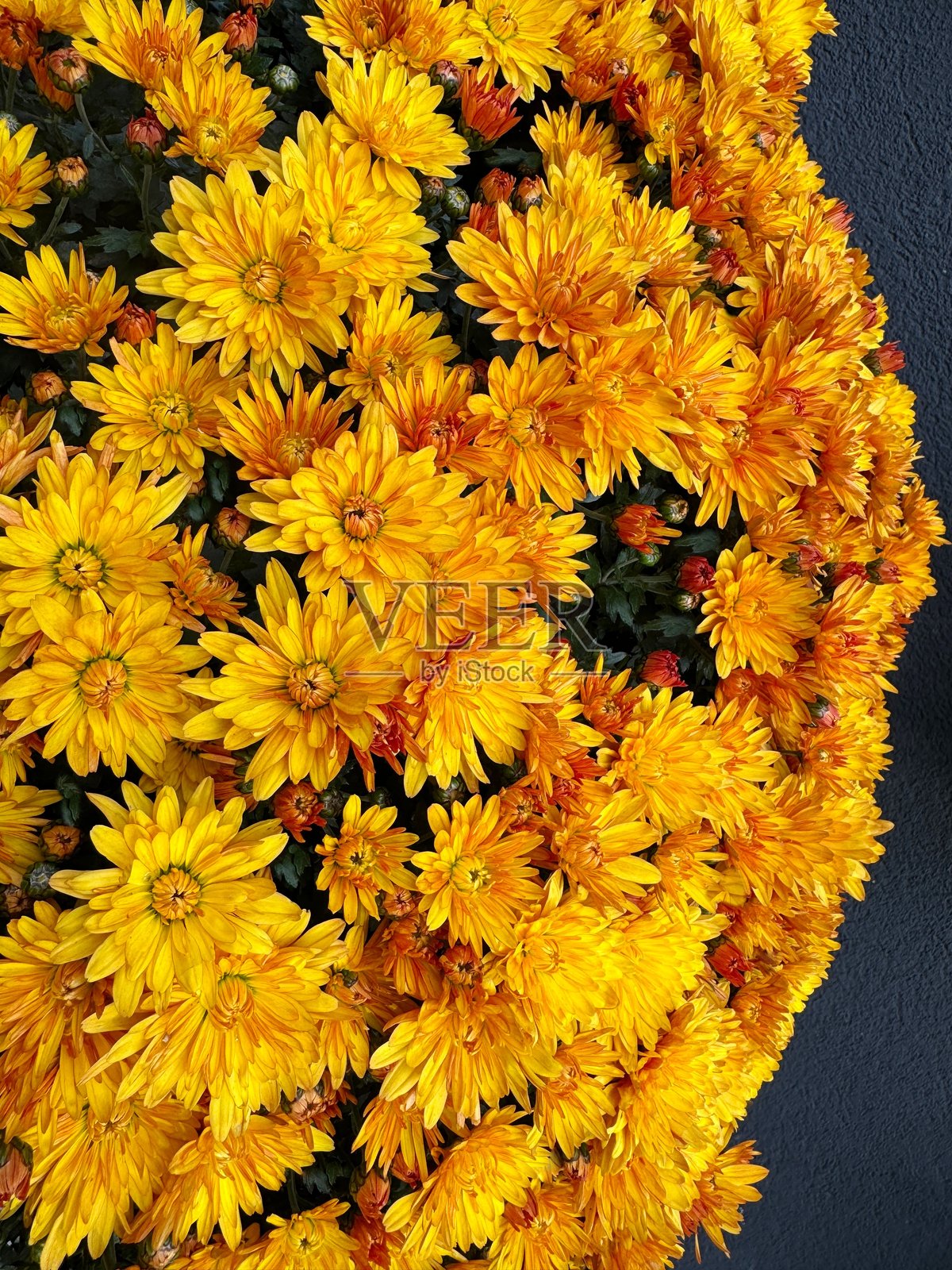 菊花黄色橙色花园菊花照片摄影图片