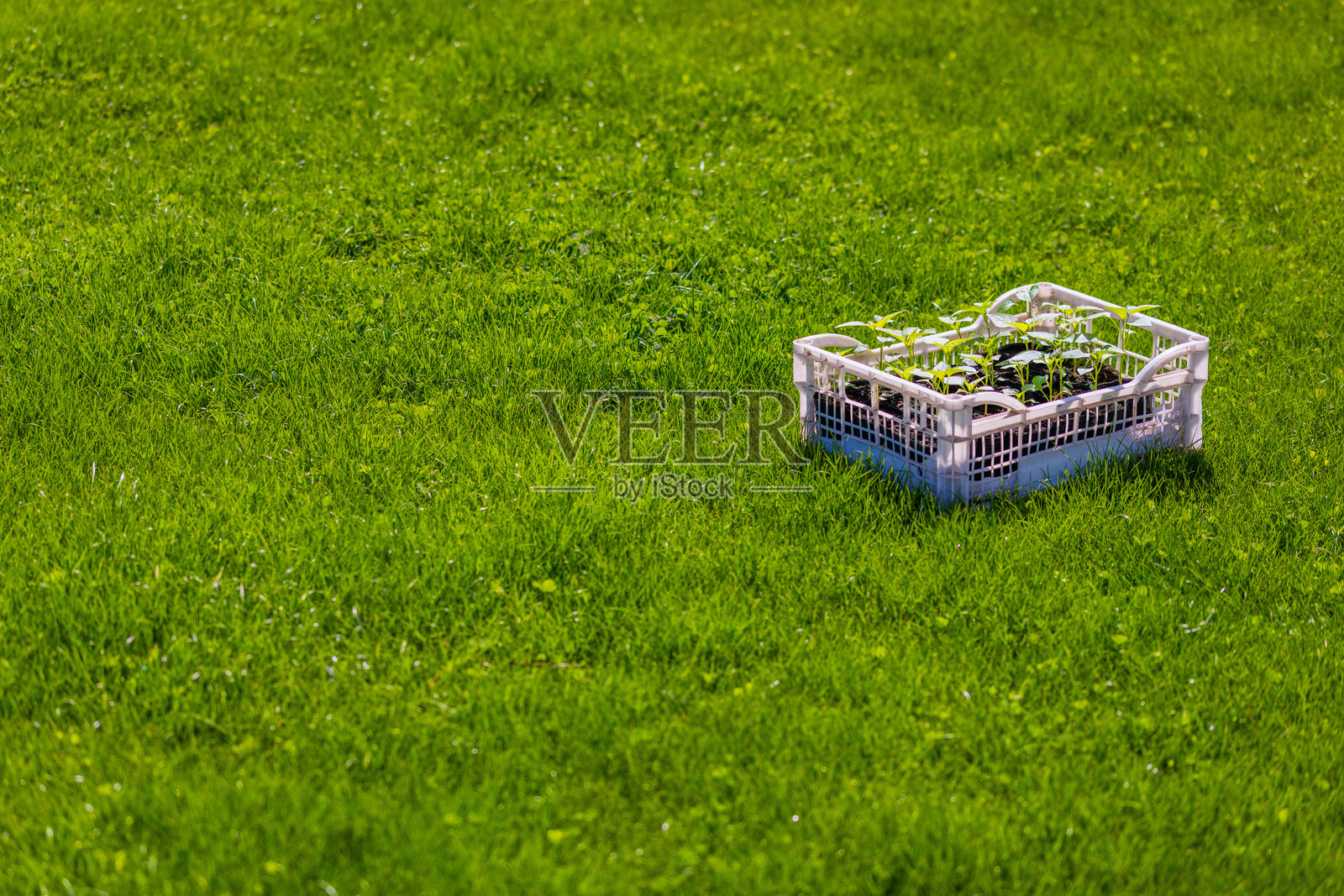 许多植物幼苗在户外草坪上的塑料箱中。照片摄影图片