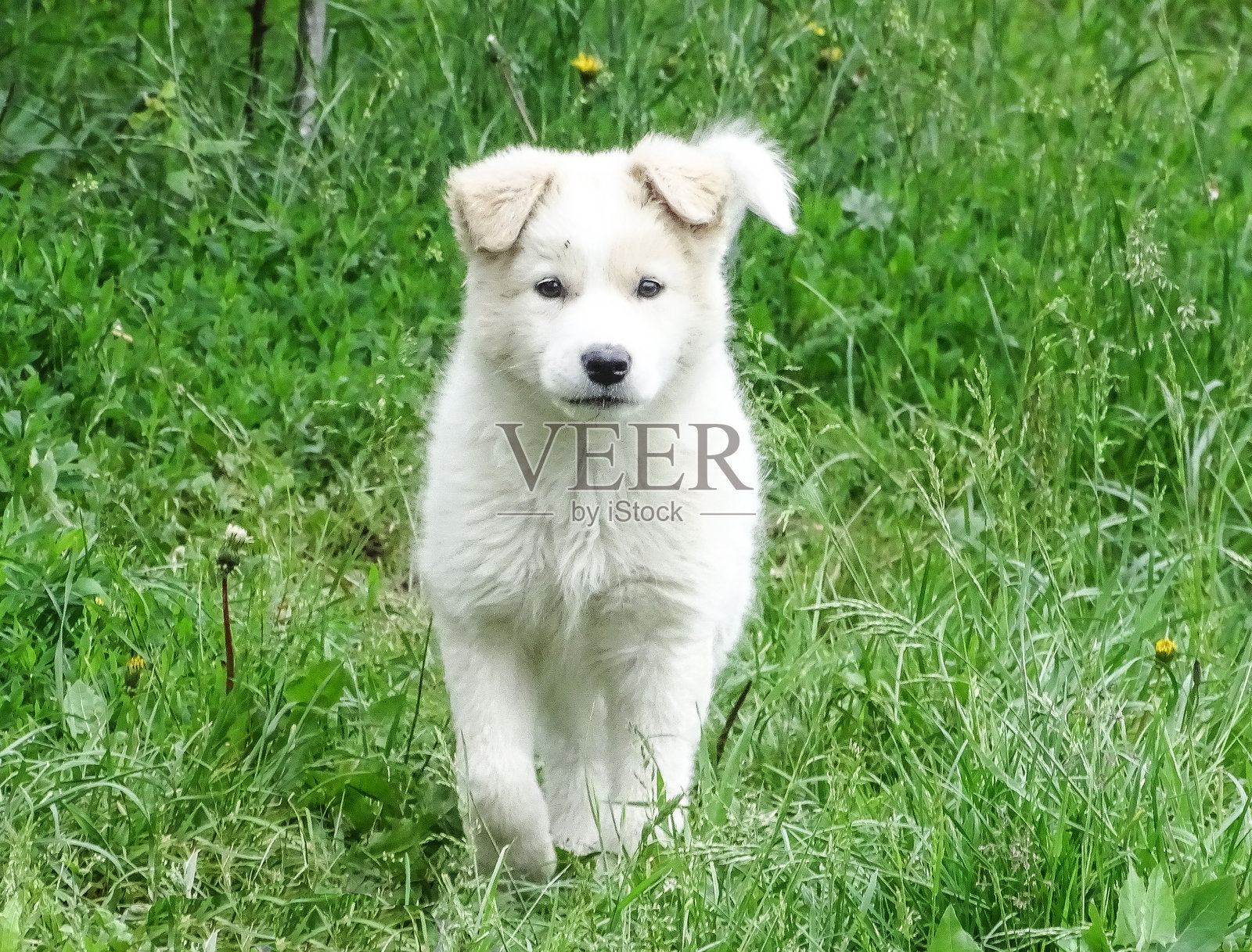 草地上的白狗照片摄影图片