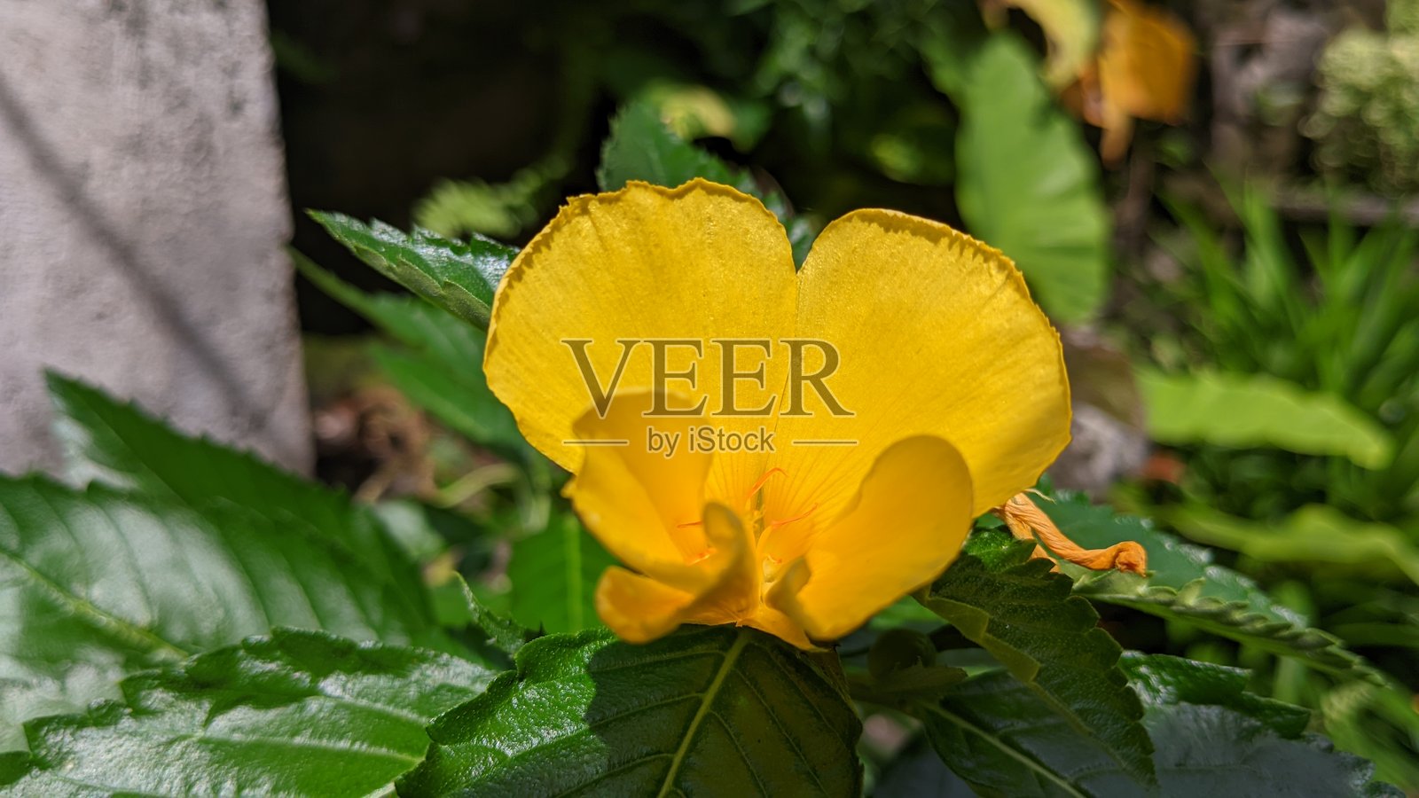 黄色的桤木花或黄花百合，近距离拍摄于花园中照片摄影图片