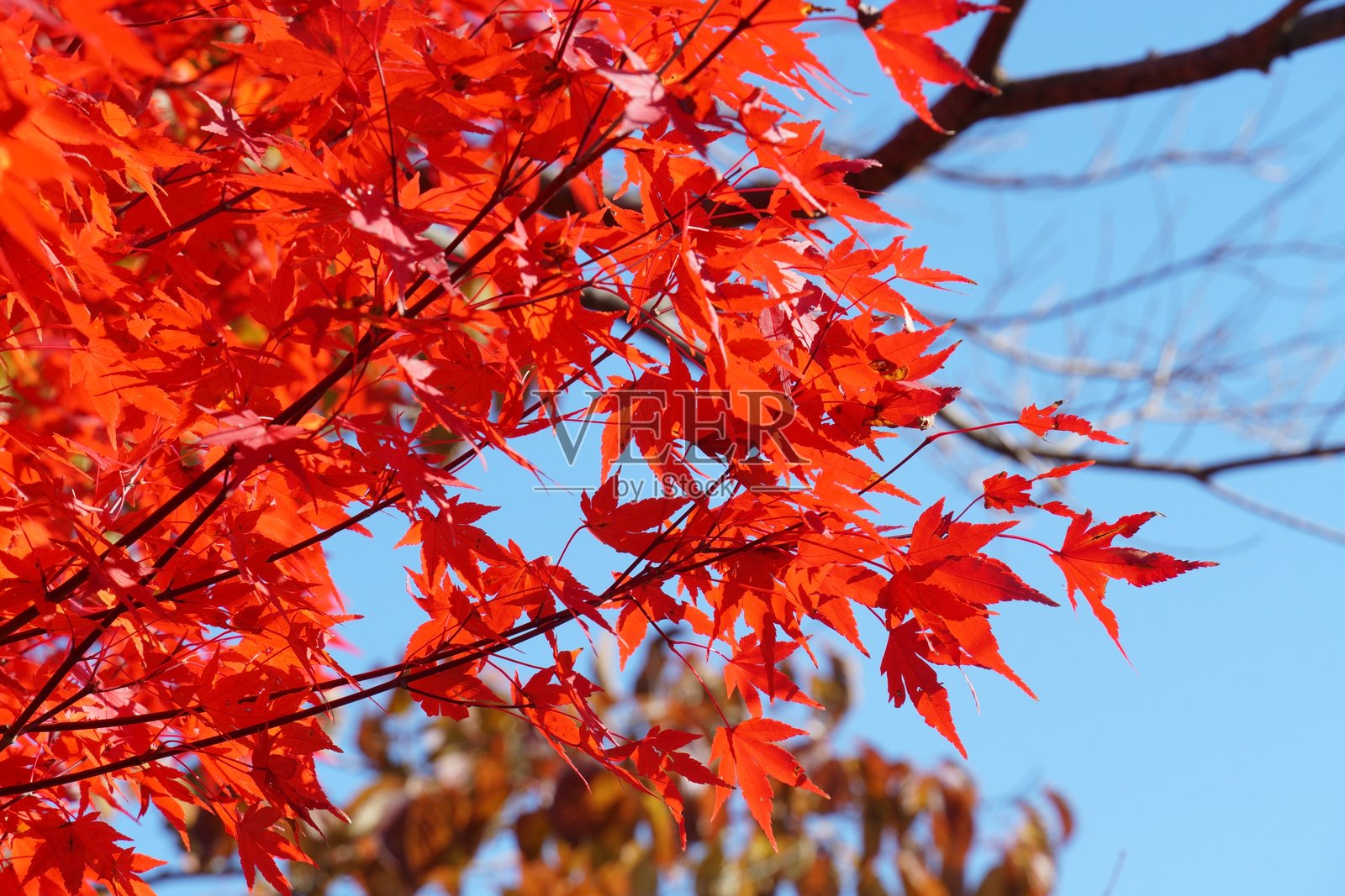 树叶变色照片摄影图片