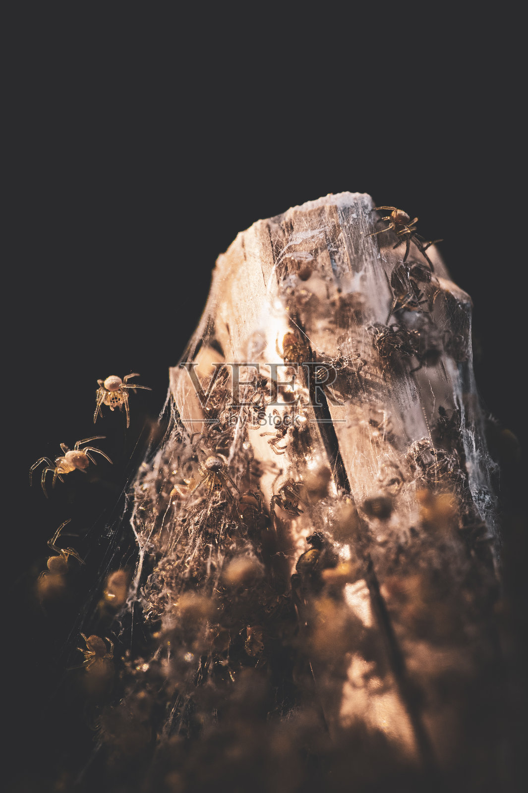 微距拍摄的小蜘蛛在闪闪发光的网中。幼蛛从覆盖着丝绸的植物茎中出现。照片摄影图片