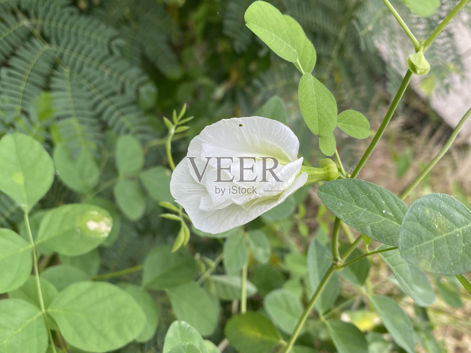 美丽的白色蝶豆花在花园中盛开照片摄影图片