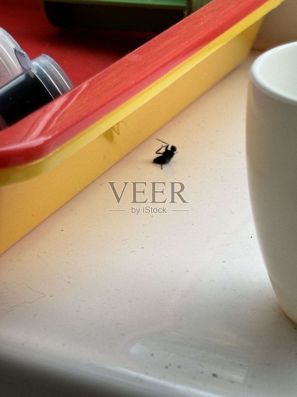 一只仰卧的家蝇照片摄影图片