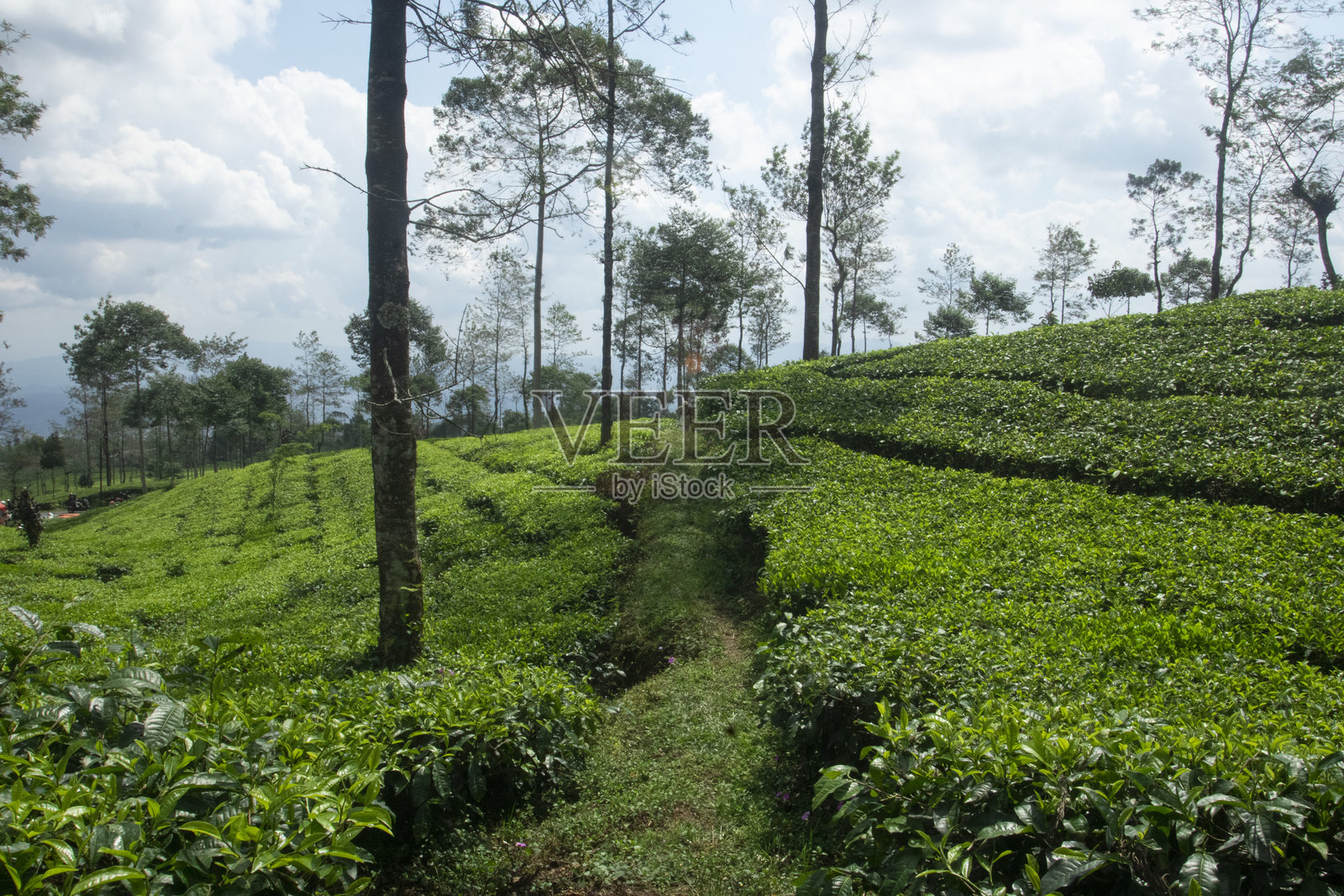 郁郁葱葱的茶园，蜿蜒的道路和高大的树木照片摄影图片