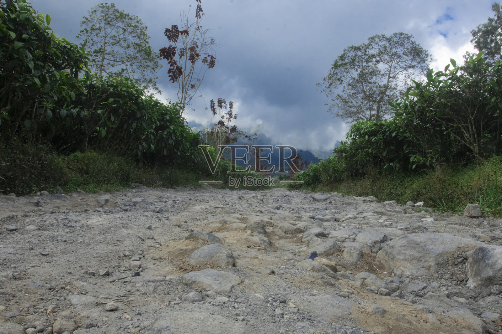 穿过茶园通往山脉的崎岖土路照片摄影图片