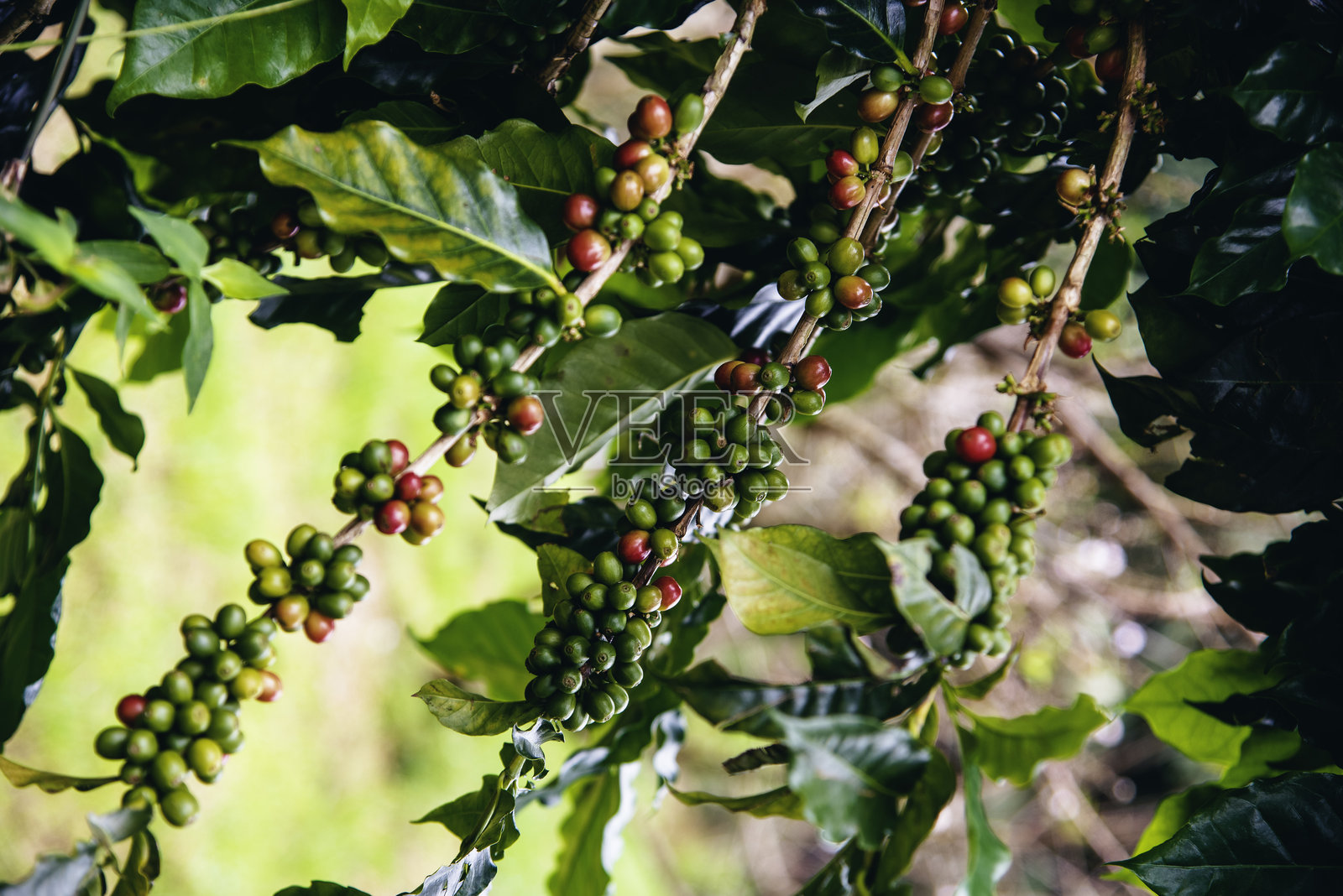 成熟的红色咖啡豆浆果植物，生长在绿色生态有机农场。特写红色成熟的罗布斯塔和阿拉比卡浆果，供咖啡园收获。新鲜的咖啡豆和绿色叶子灌木。照片摄影图片