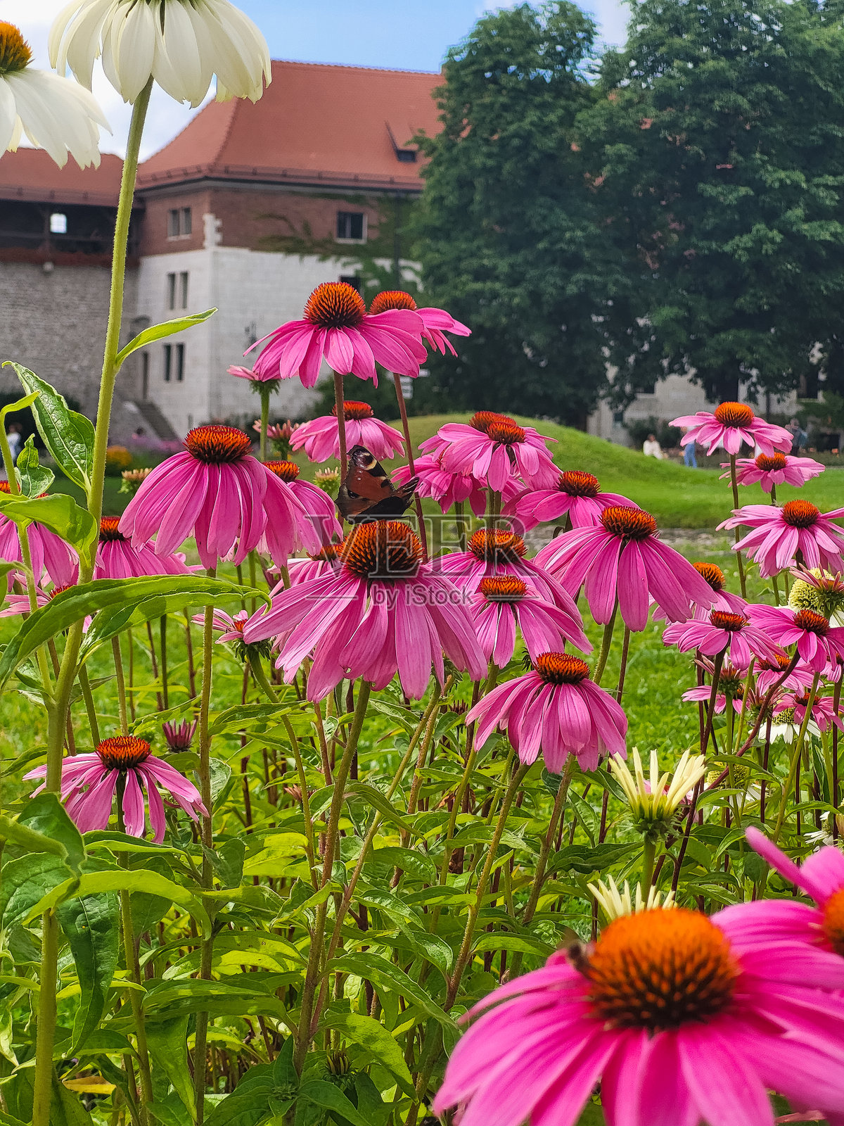 紫锥花和白锥花上的蝴蝶照片摄影图片