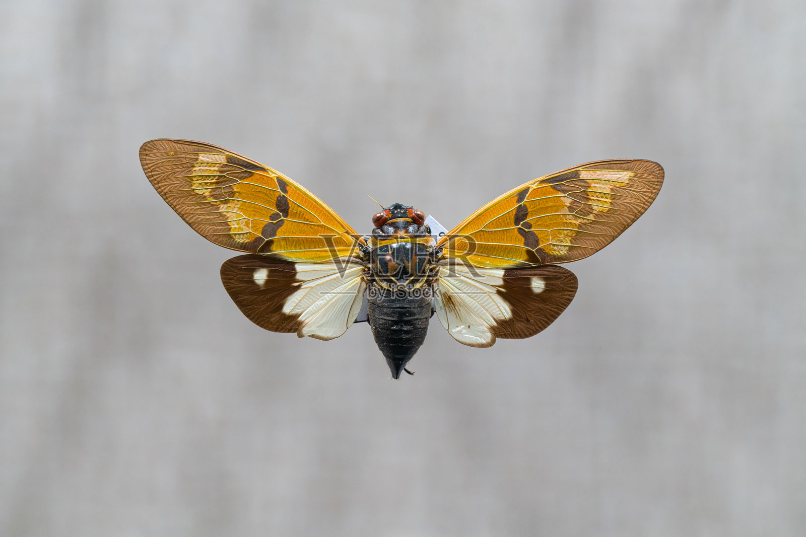 蝉标本照片摄影图片