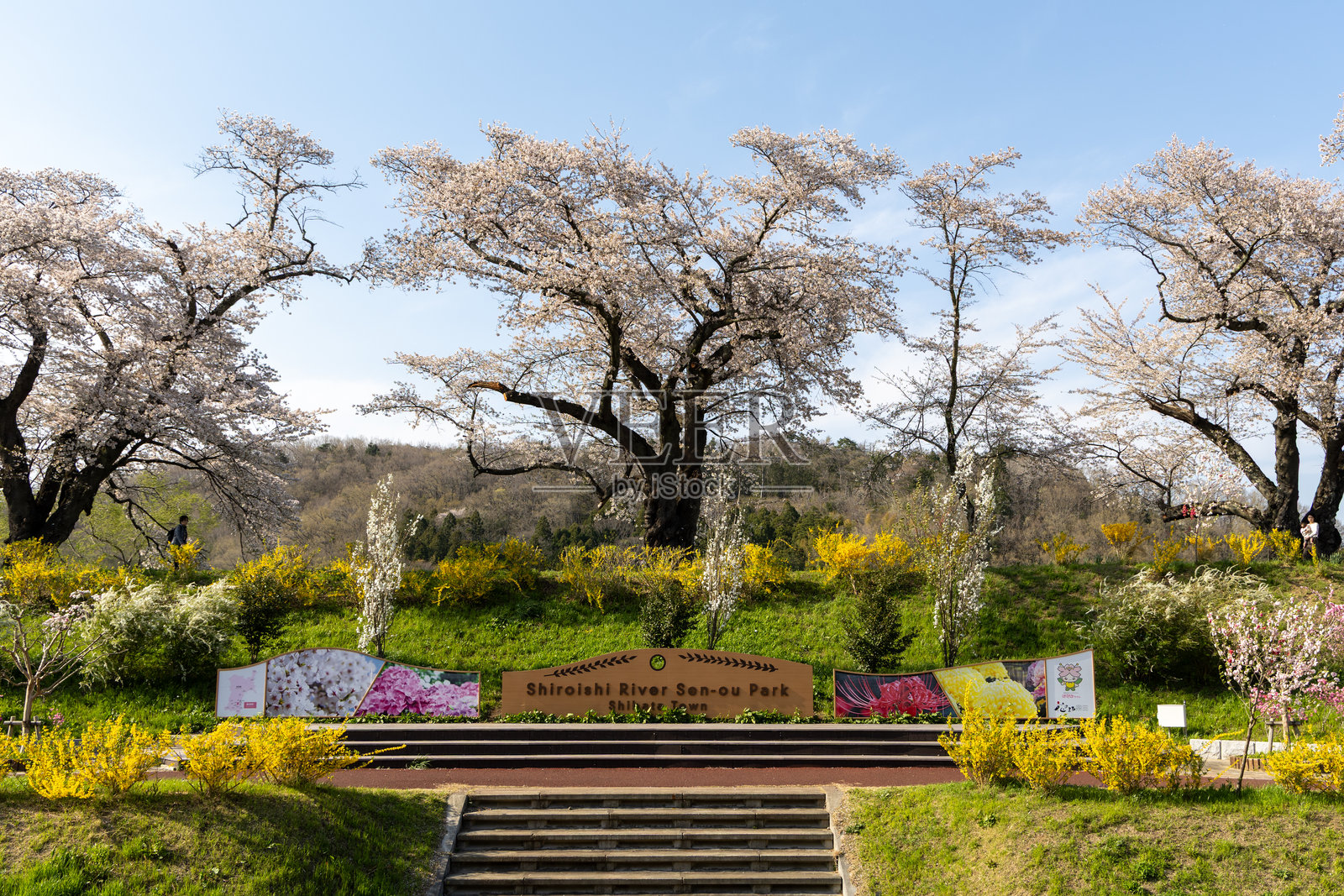 日本宫城县柴田町的白石川仙鸥公园照片摄影图片