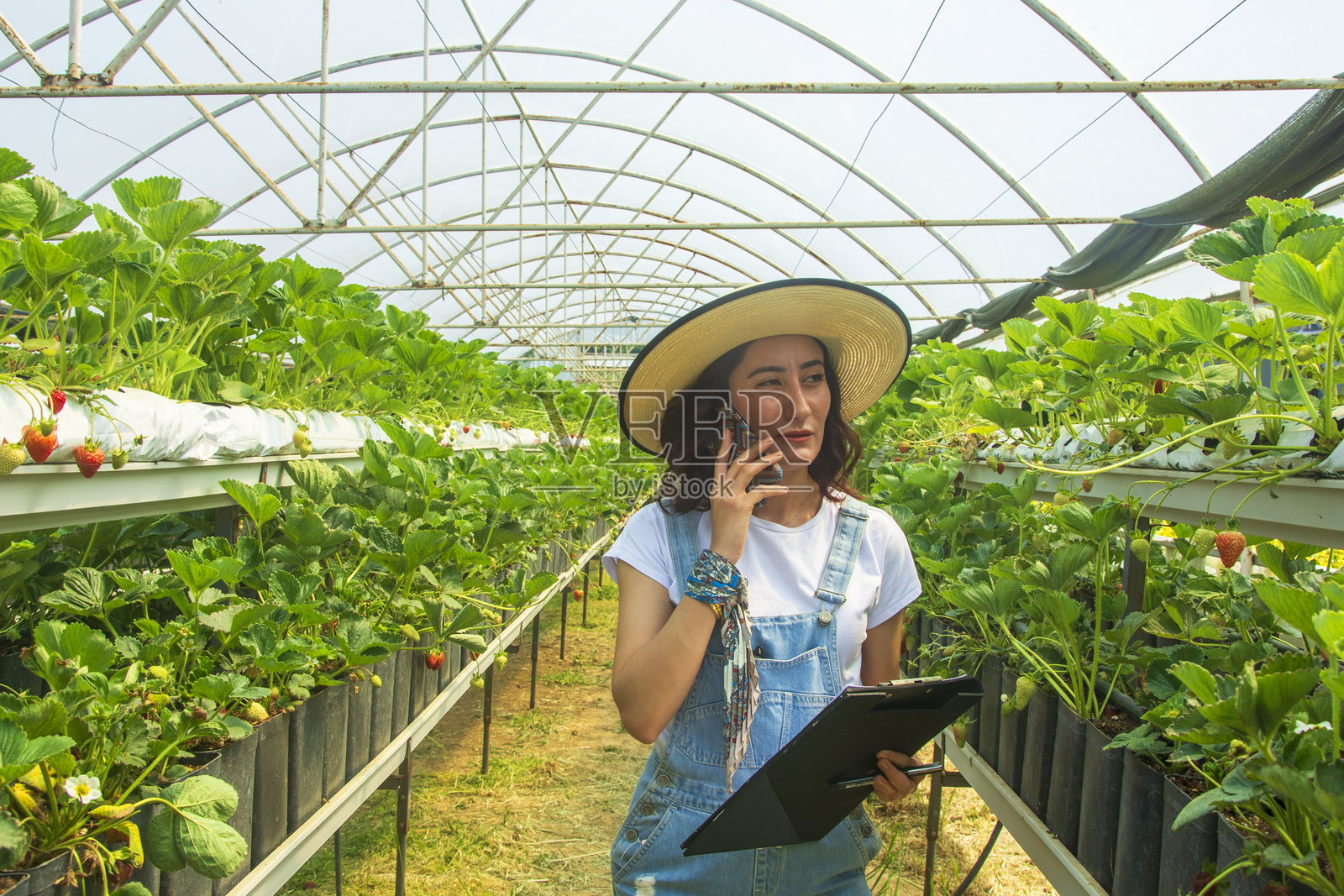 年轻女企业家在草莓温室里打电话照片摄影图片