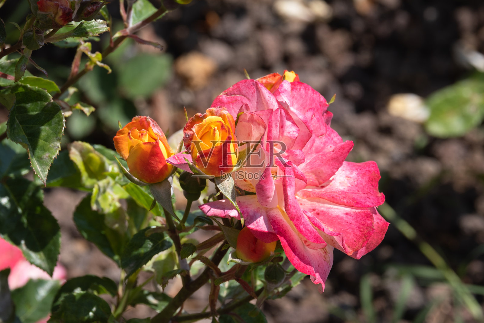 玫瑰花。玫瑰花蕾。橙色和粉色的花。照片摄影图片