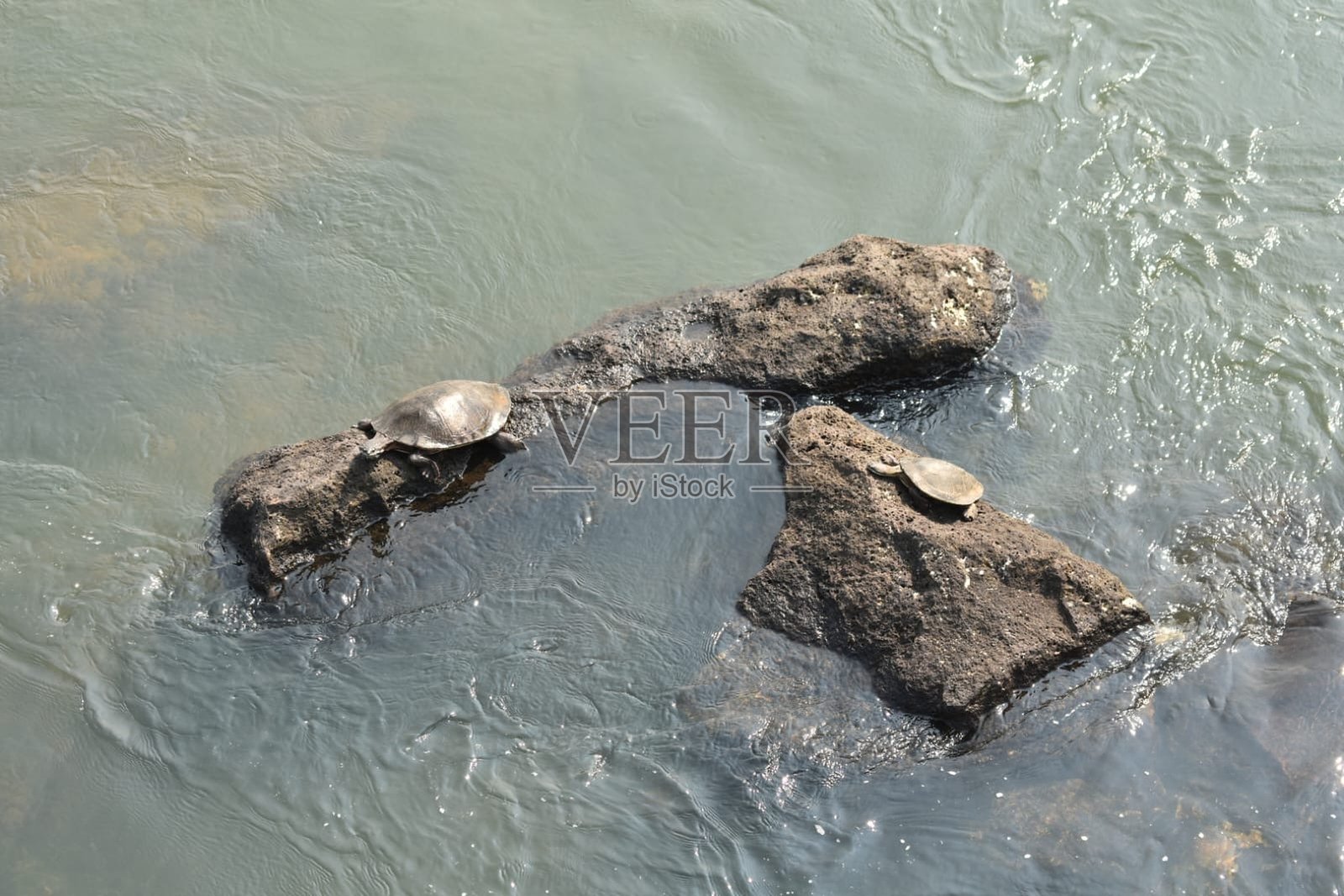 刺背软壳龟在清澈河水中的岩石上晒太阳照片摄影图片