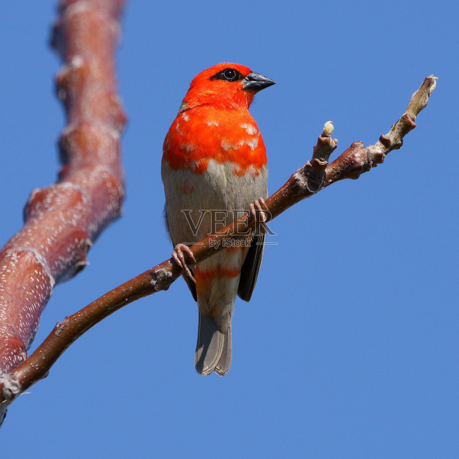 留尼旺岛的野生动物照片摄影图片