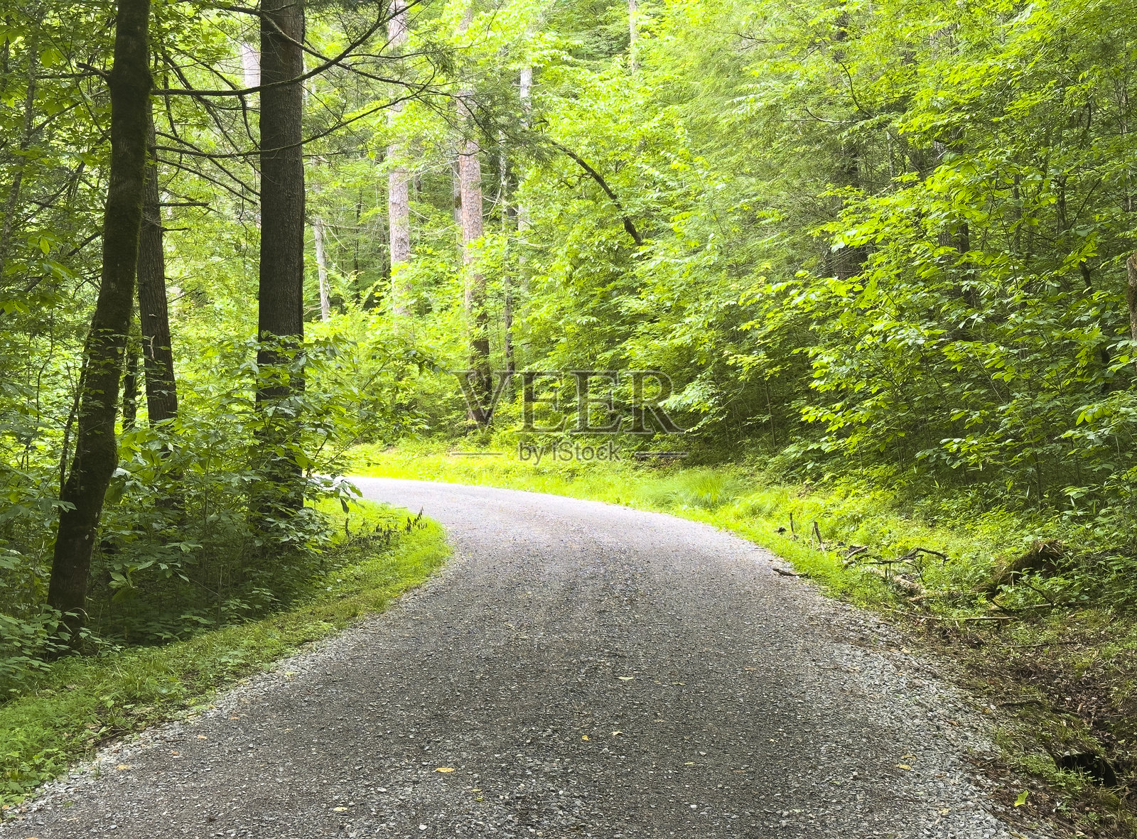 田纳西州，美国的春季色彩森林与乡村道路照片摄影图片