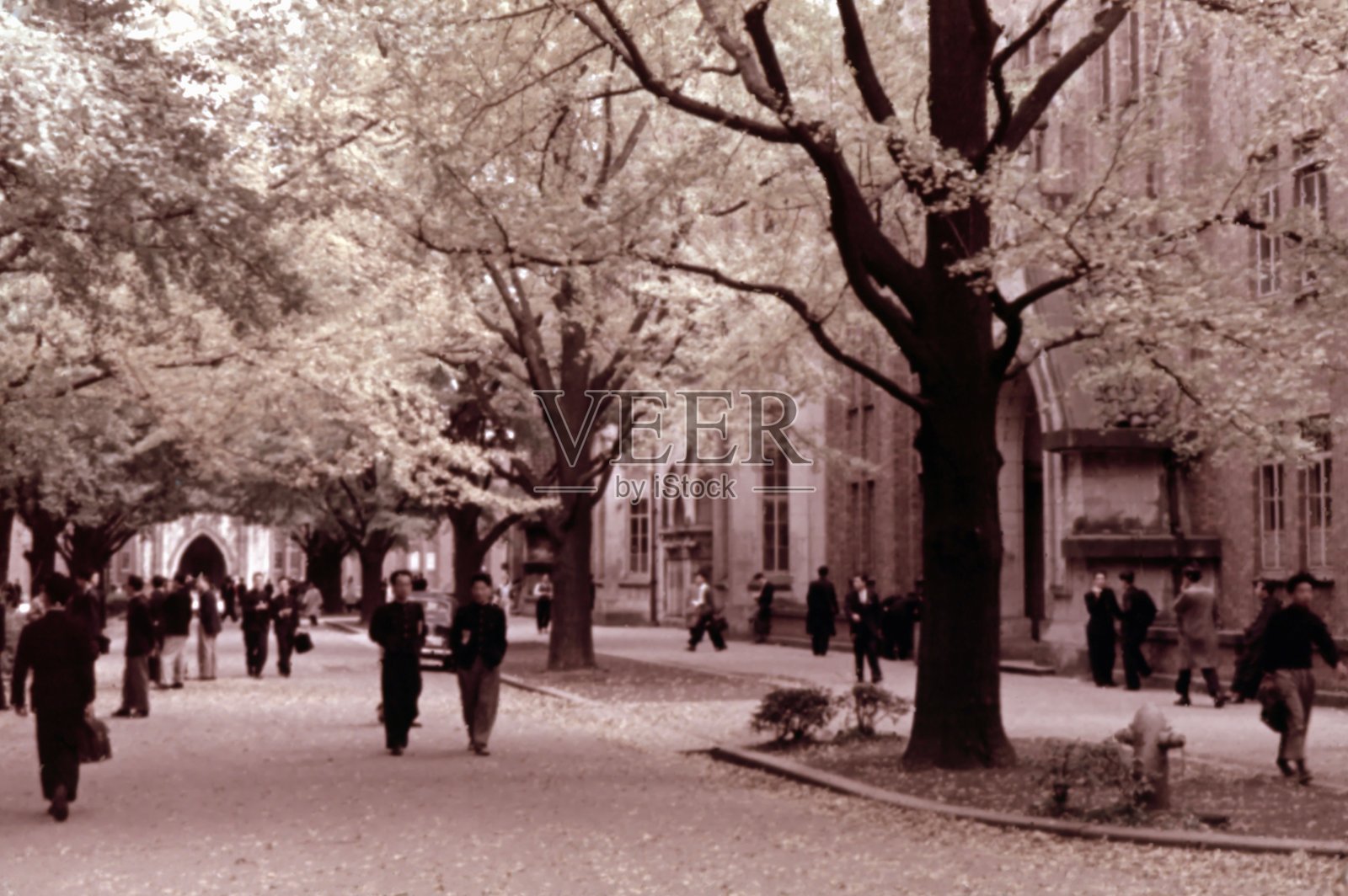 1956年东京大学银杏树道的复古照片照片摄影图片