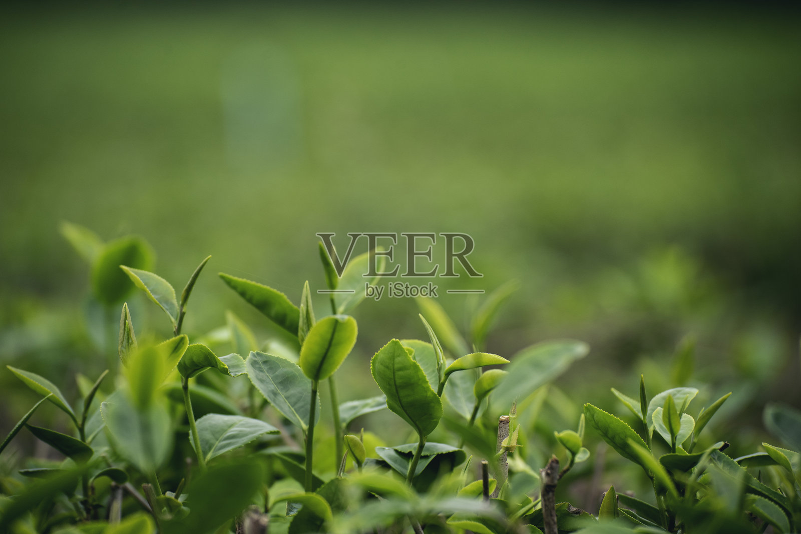 绿茶树叶田，年轻嫩芽，草本绿茶树在茶树（Camellia sinensis）有机农场。特写新鲜茶树种植园，山间绿色自然，草本农场植物背景，清晨。照片摄影图片