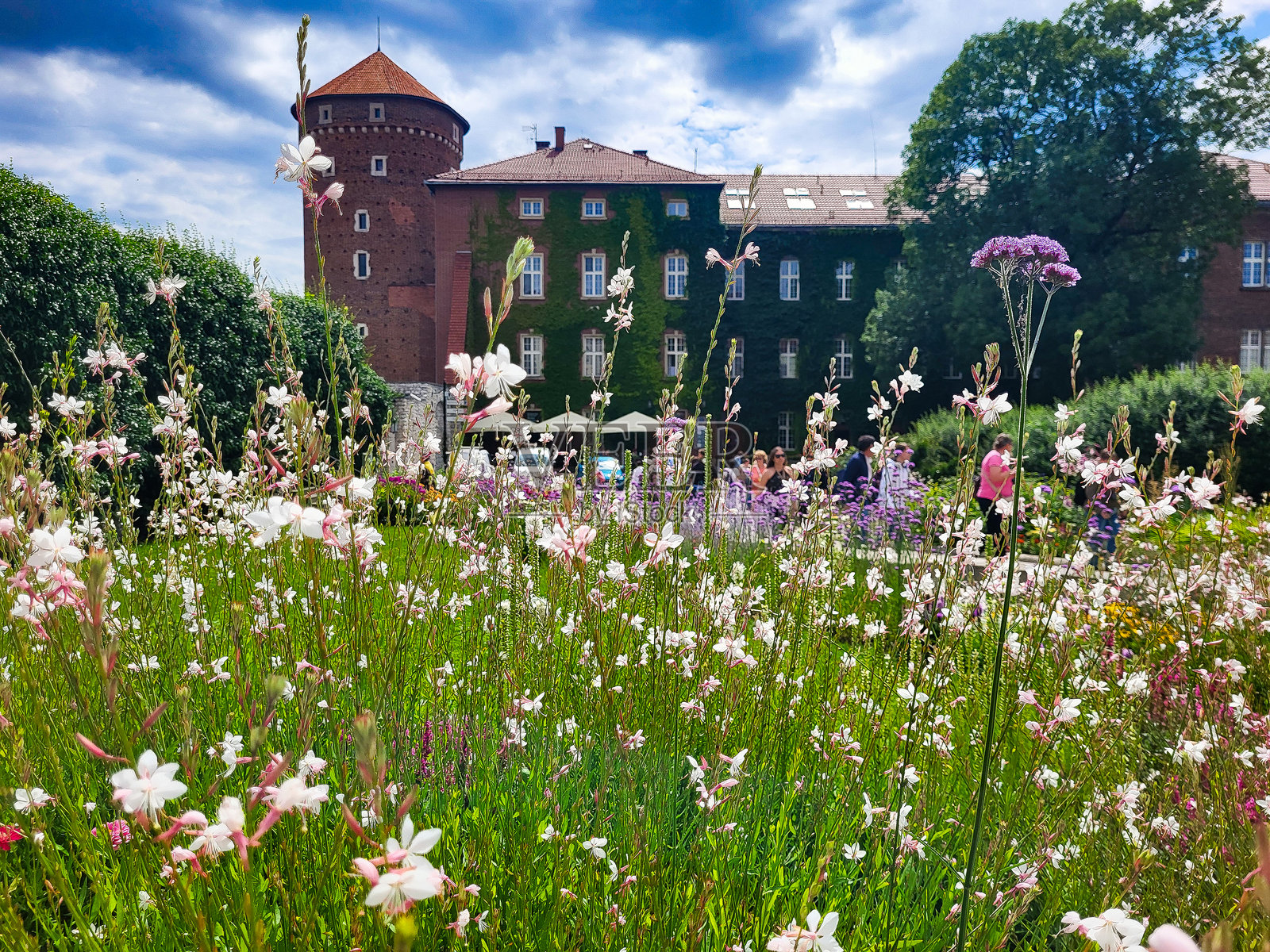 克拉科夫波兰的墙壁和门前的花朵。照片摄影图片