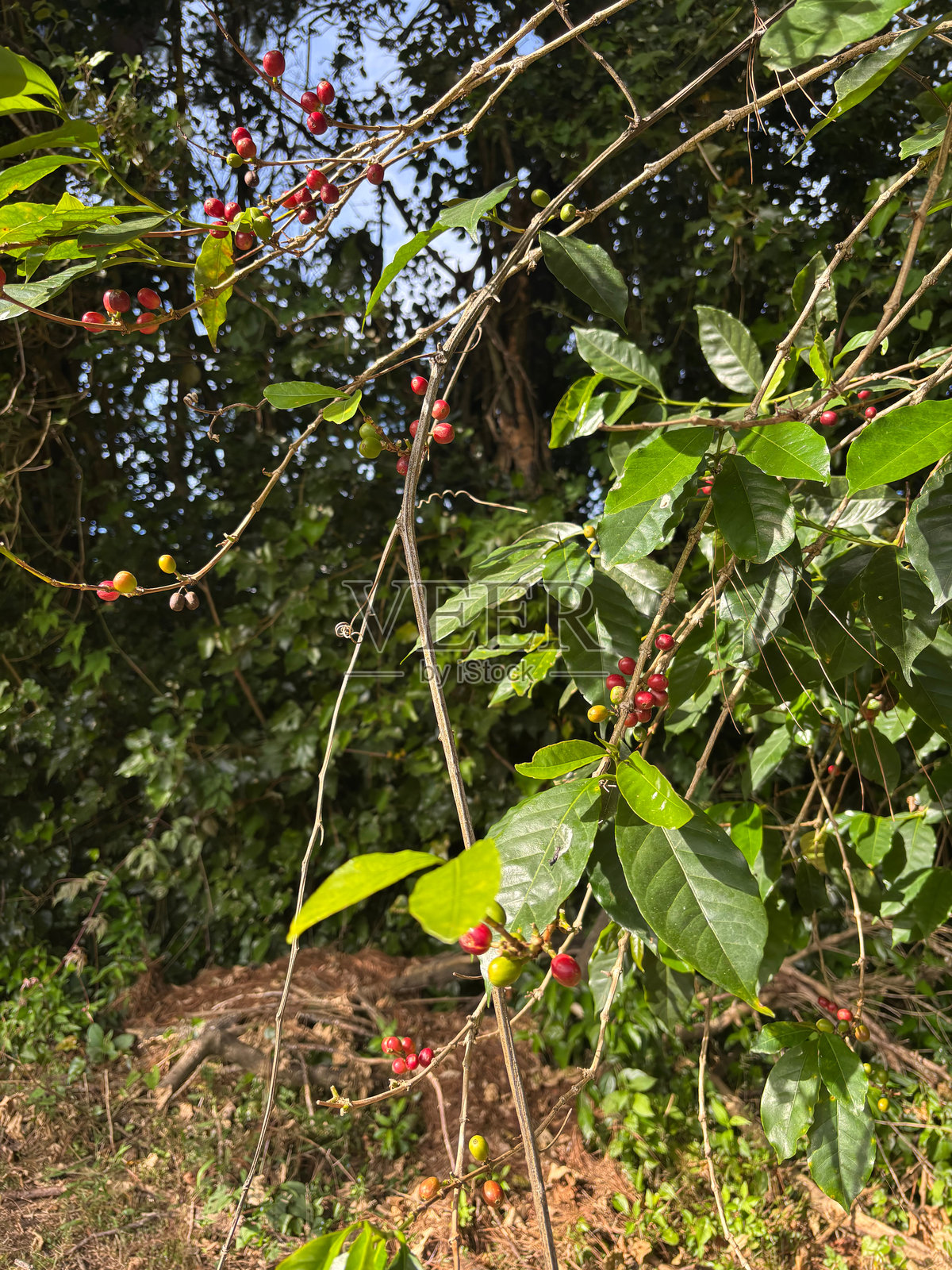巴拿马博奎特的咖啡植物与咖啡豆照片摄影图片
