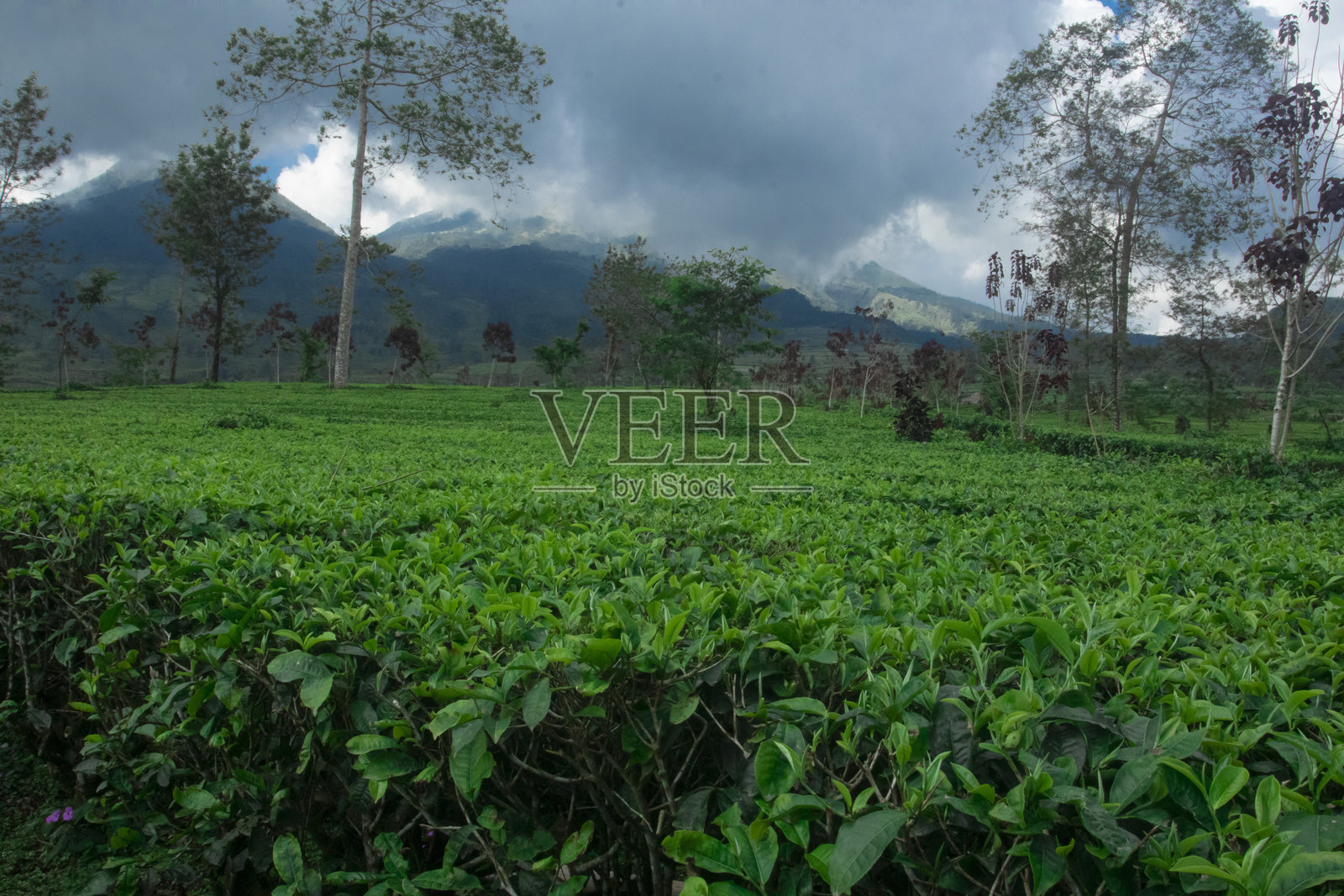广阔的茶园与树木在阴 cloudy 的天空下照片摄影图片