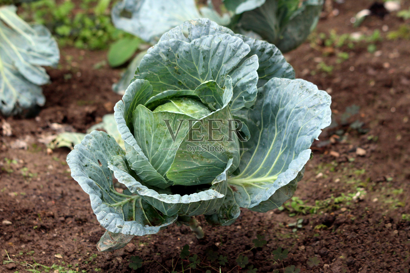 蓝绿色叶子的甘蓝菜头照片摄影图片
