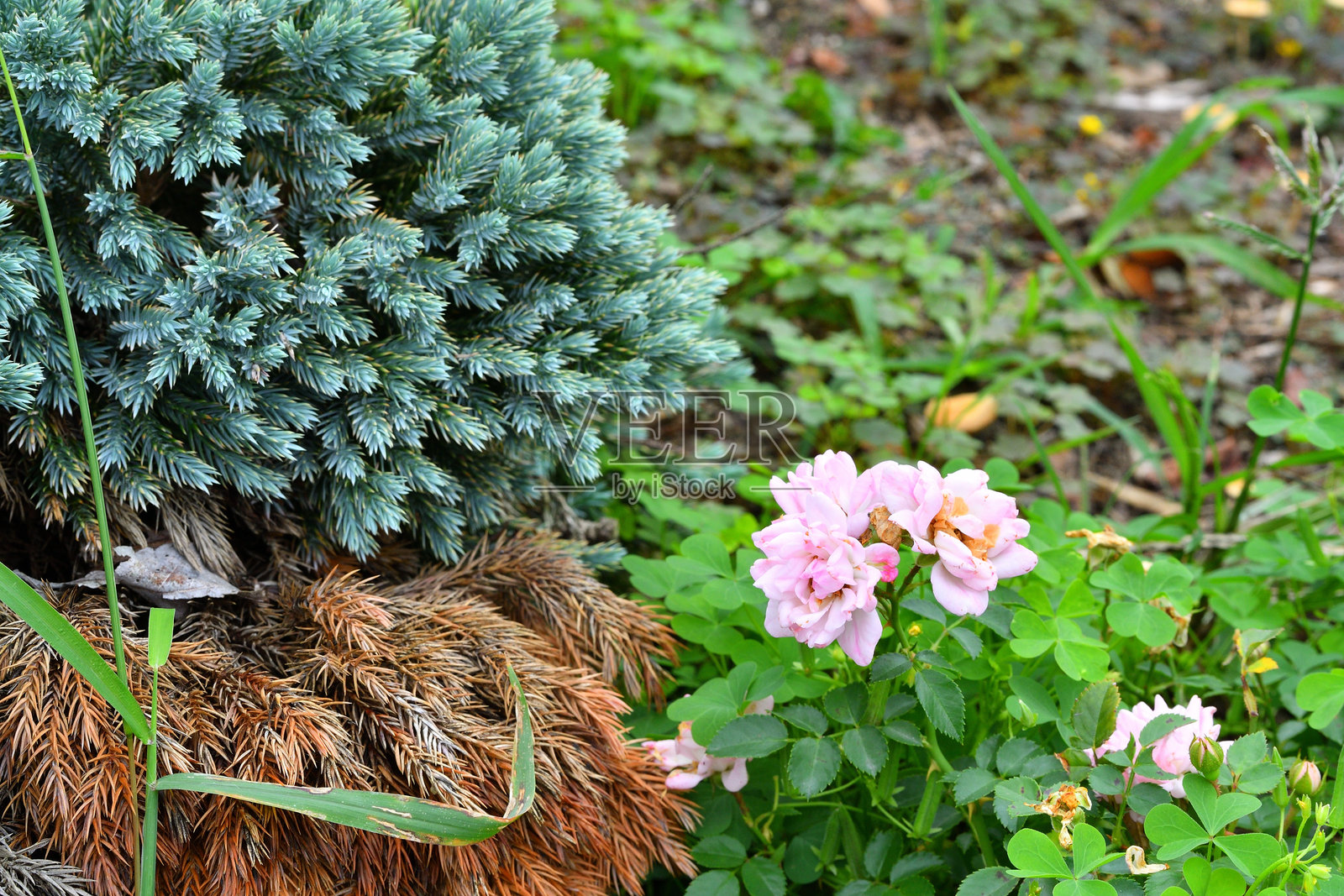 玫瑰花照片摄影图片