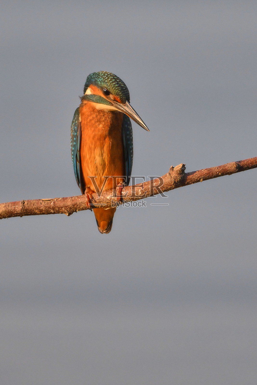 翠鸟栖息在树枝上照片摄影图片