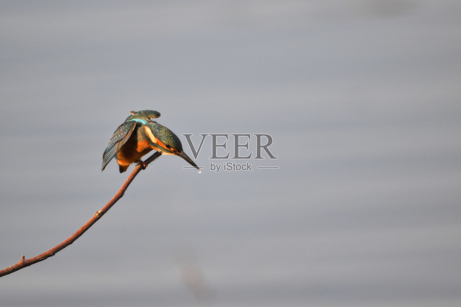 翠鸟展开翅膀照片摄影图片