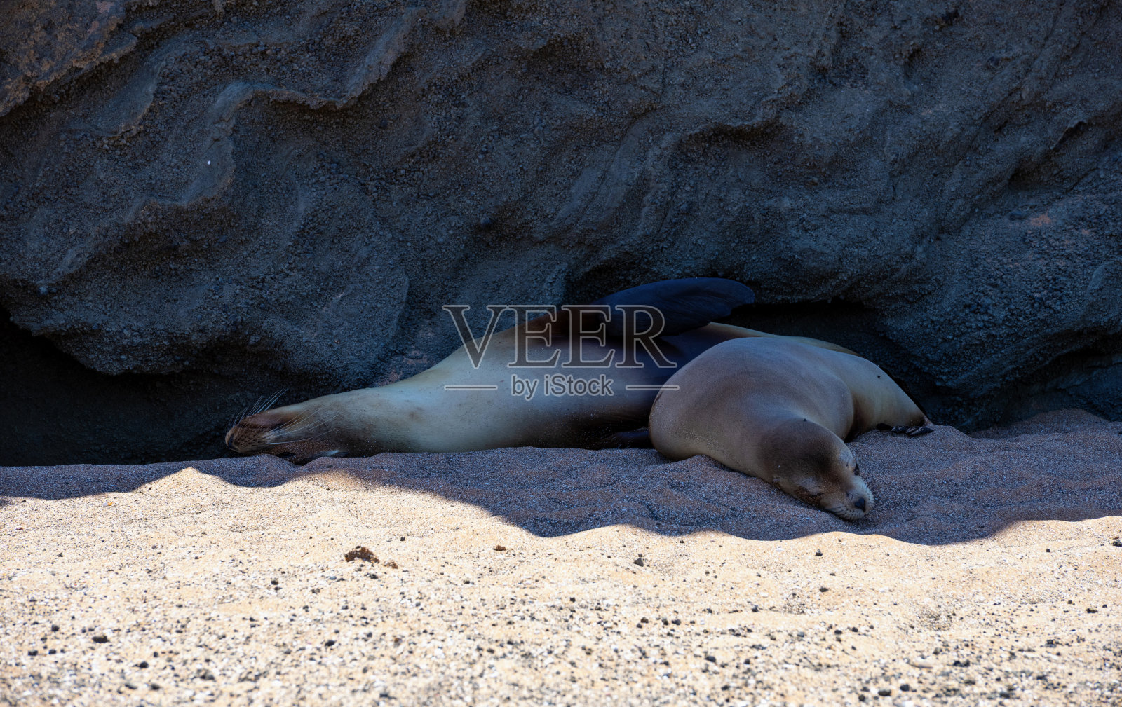 加拉帕戈斯海滩上休息的海狮照片摄影图片