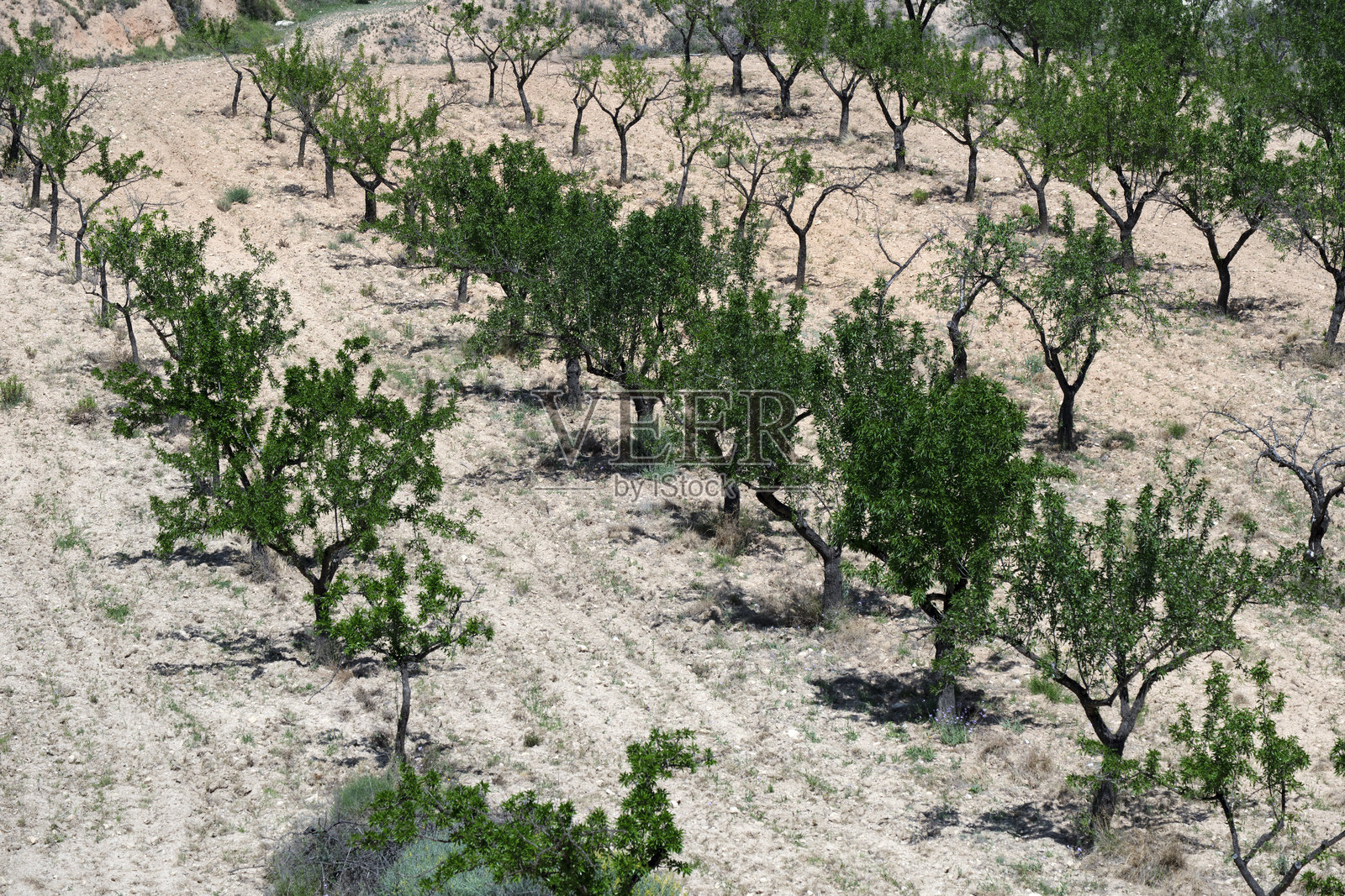 干旱地带稀疏的绿色树木与干燥的地形照片摄影图片