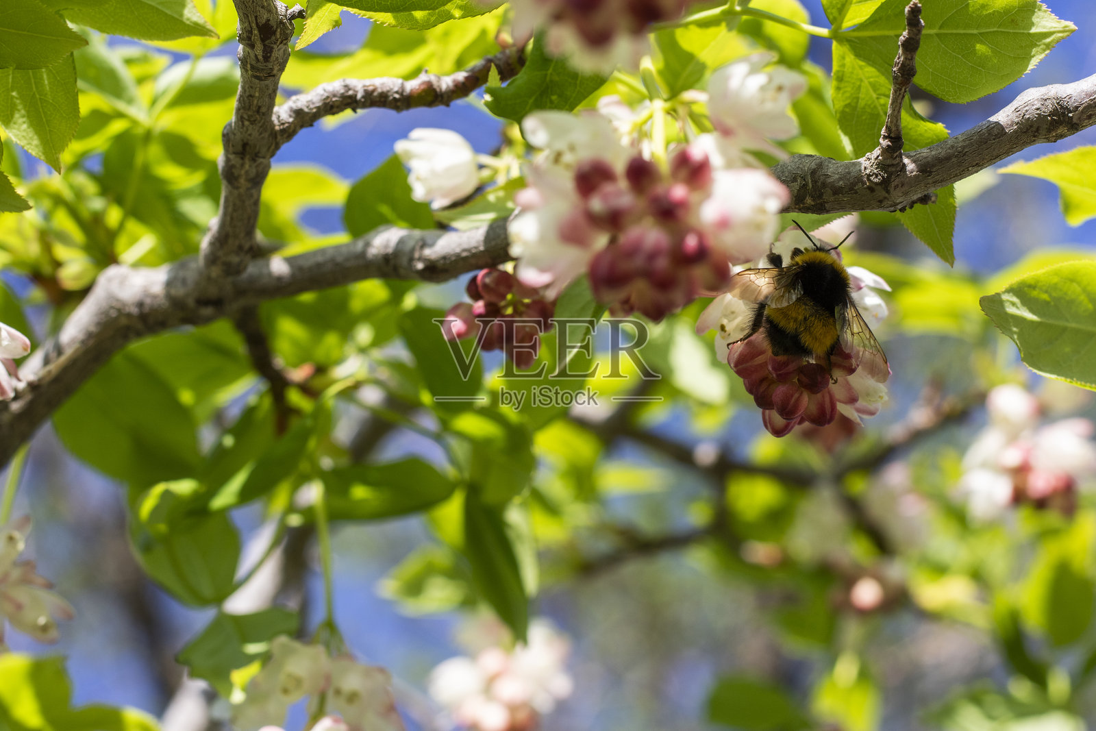 格鲁吉亚的琼戈利薄膜植物开花。照片摄影图片