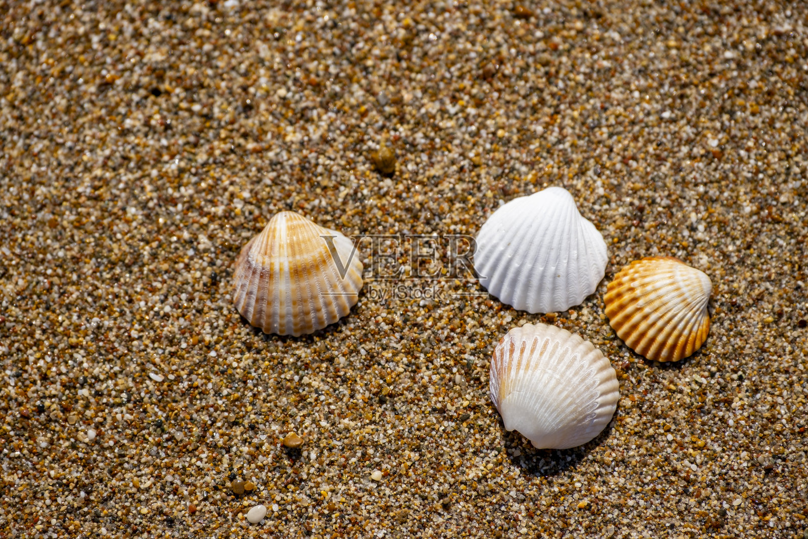 沙滩上的海贝壳照片摄影图片