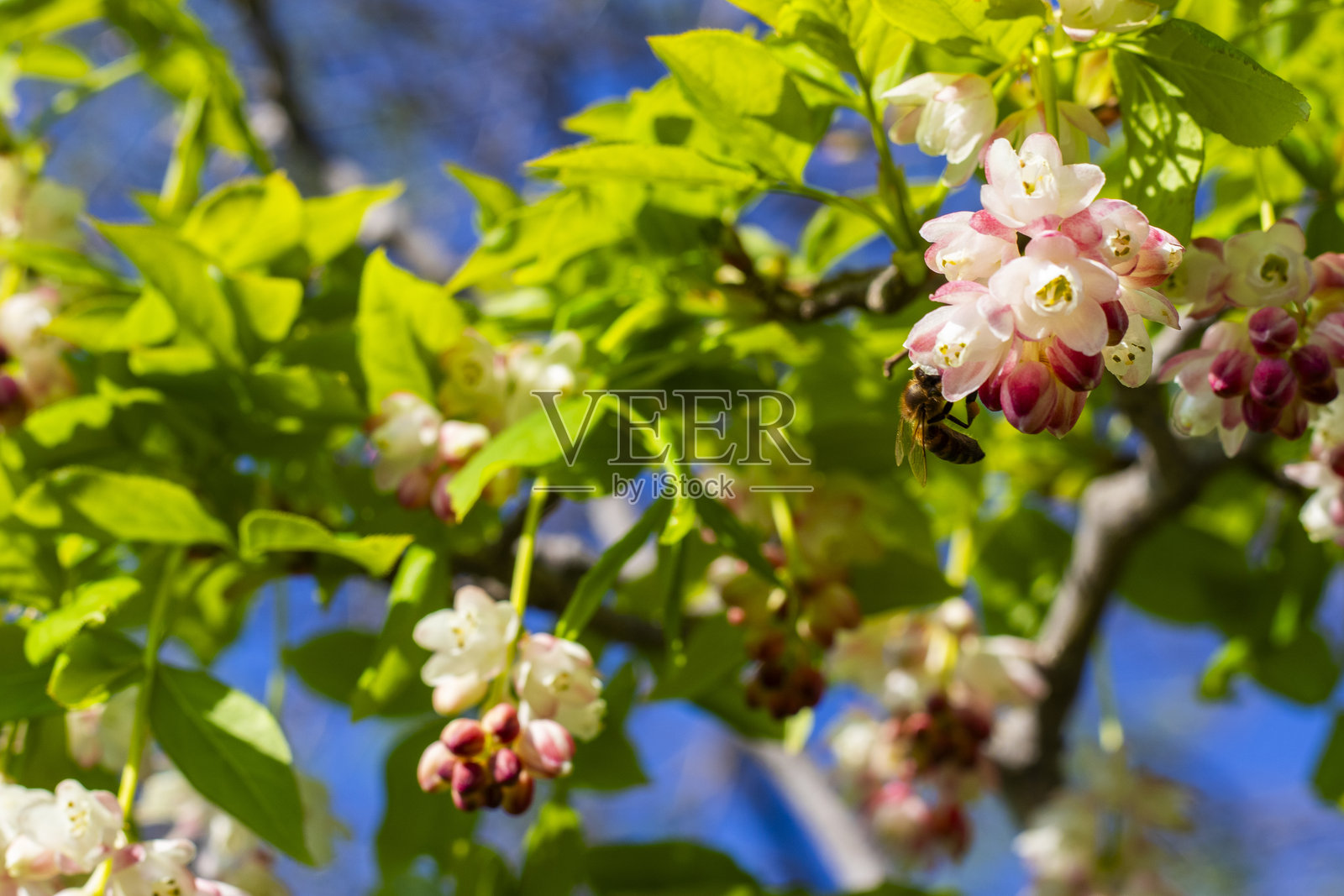 格鲁吉亚的琼戈利薄壳植物开花。照片摄影图片
